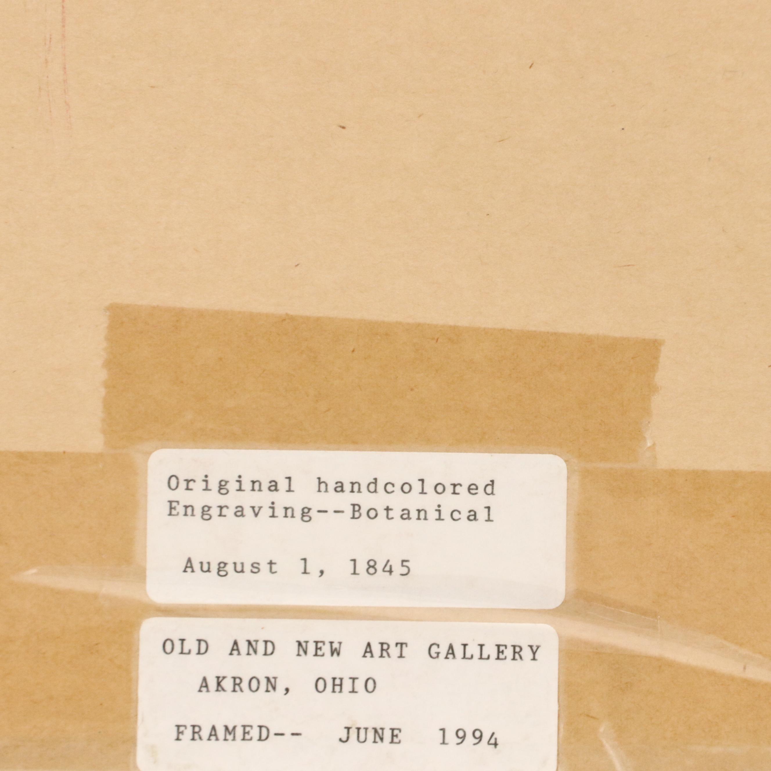 Botanical Hand-Colored Engravings After Sarah Anne Drake and Other, 1827–1845