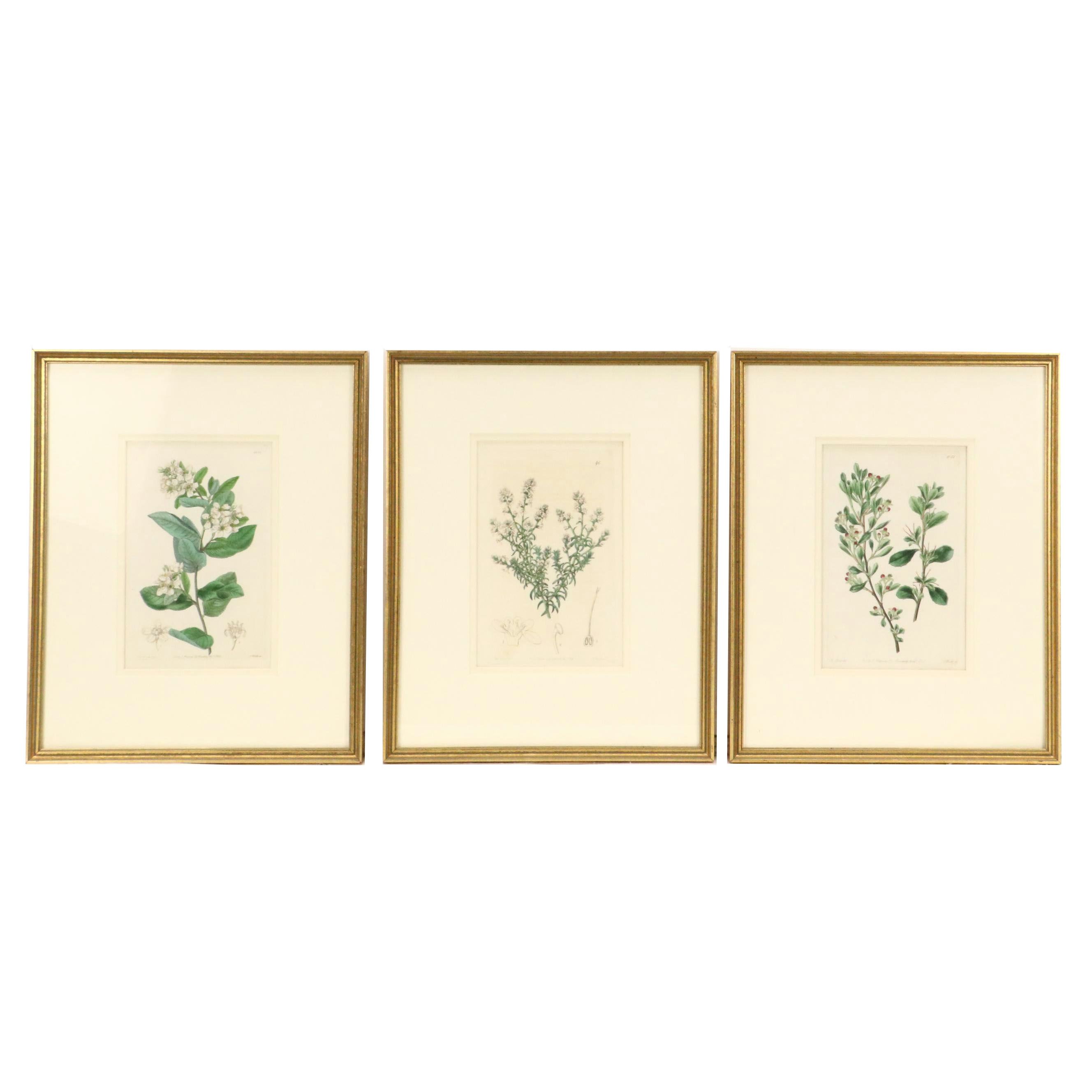 Botanical Hand-Colored Engravings After Sarah Anne Drake and Other, 1827–1845