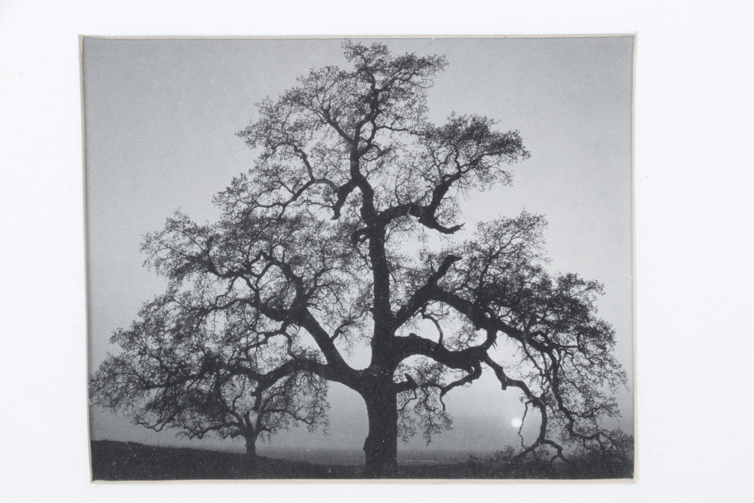 Collection of Ansel Adams Black and White Nature Photographs, Late 20th Century