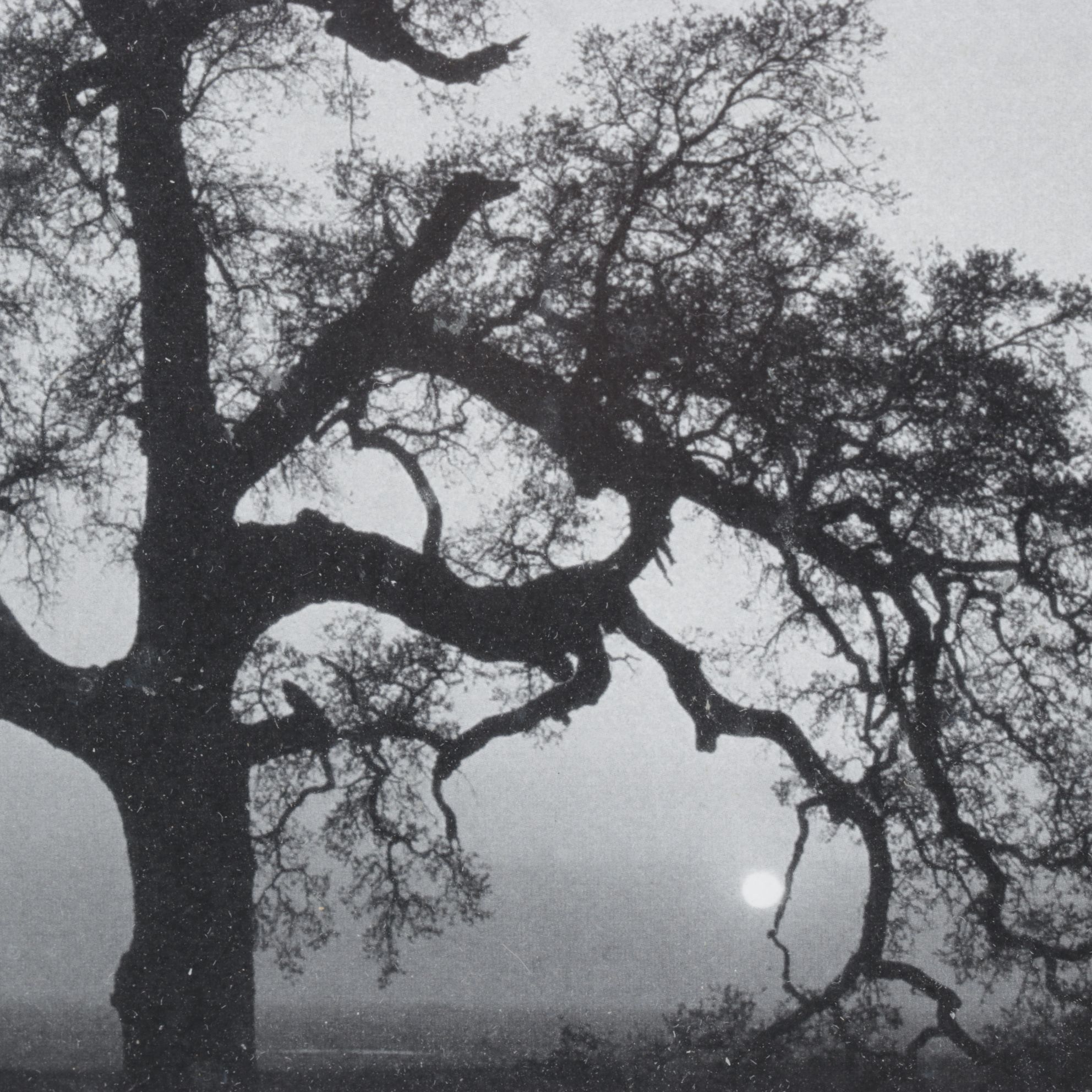 Collection of Ansel Adams Black and White Nature Photographs, Late 20th Century