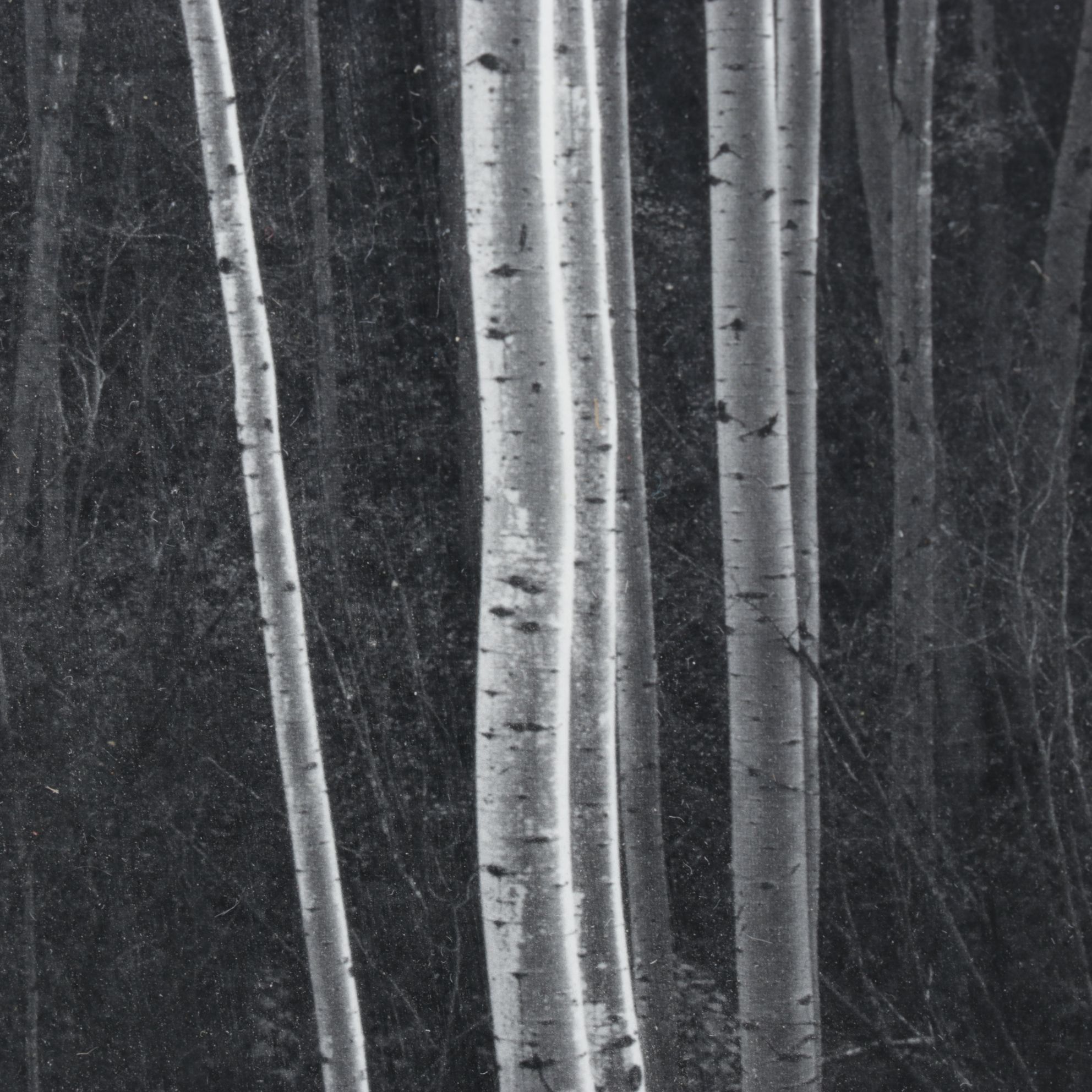 Collection of Ansel Adams Black and White Nature Photographs, Late 20th Century