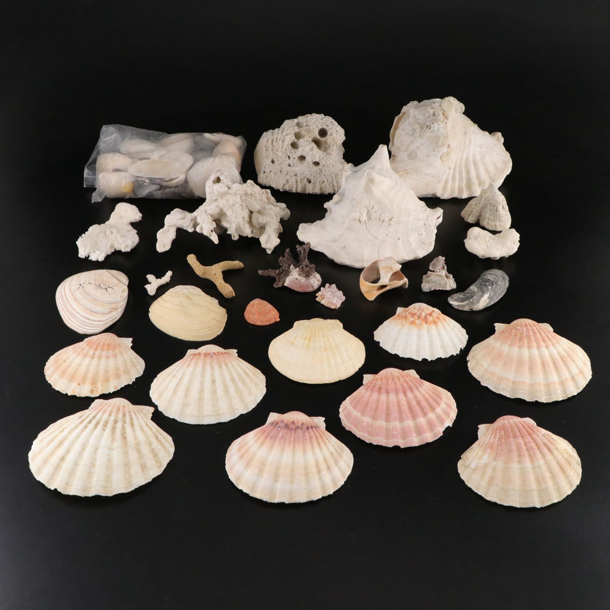 Tabulate Coral, Queen Conchs, Fossil Corals, Bivalves and More