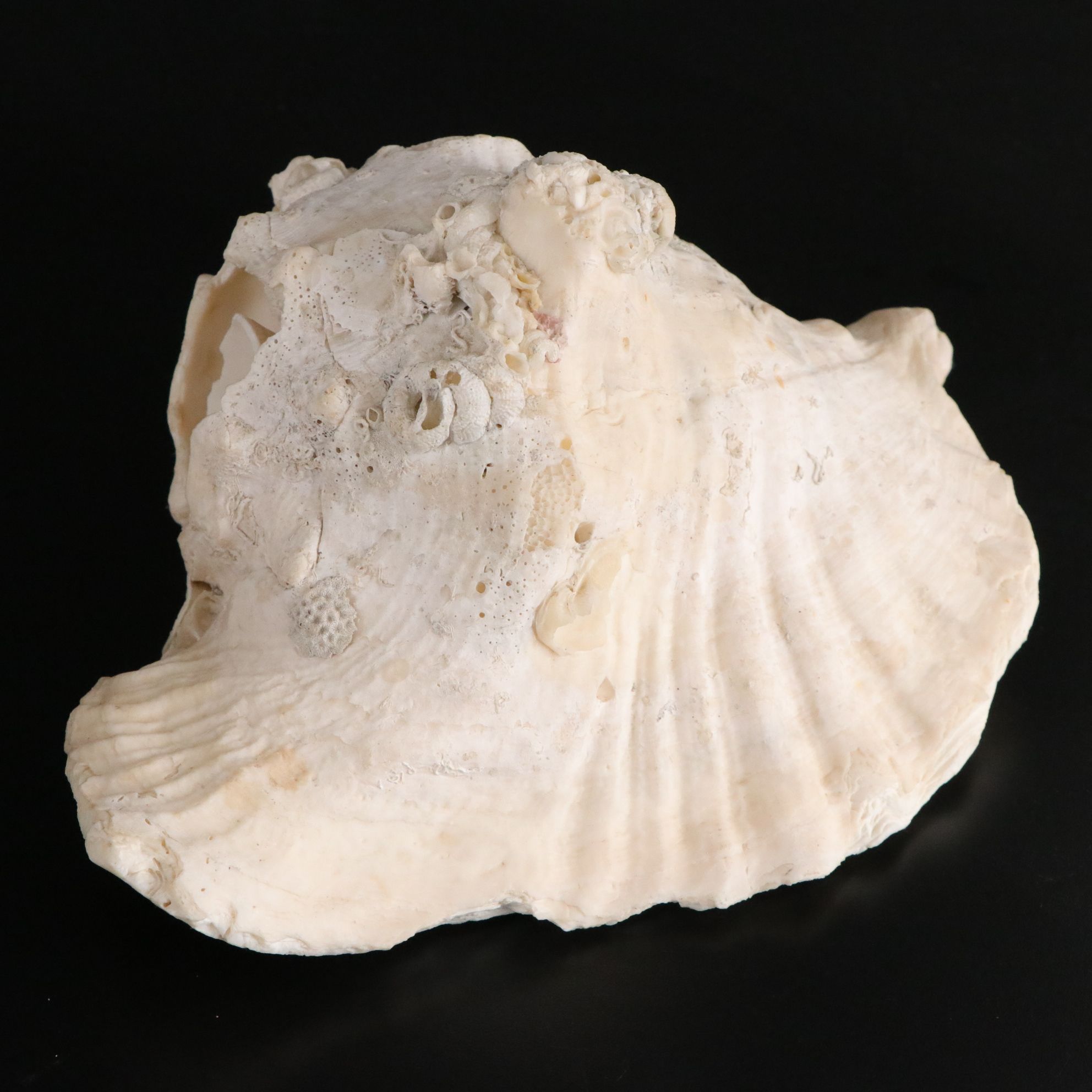 Tabulate Coral, Queen Conchs, Fossil Corals, Bivalves and More