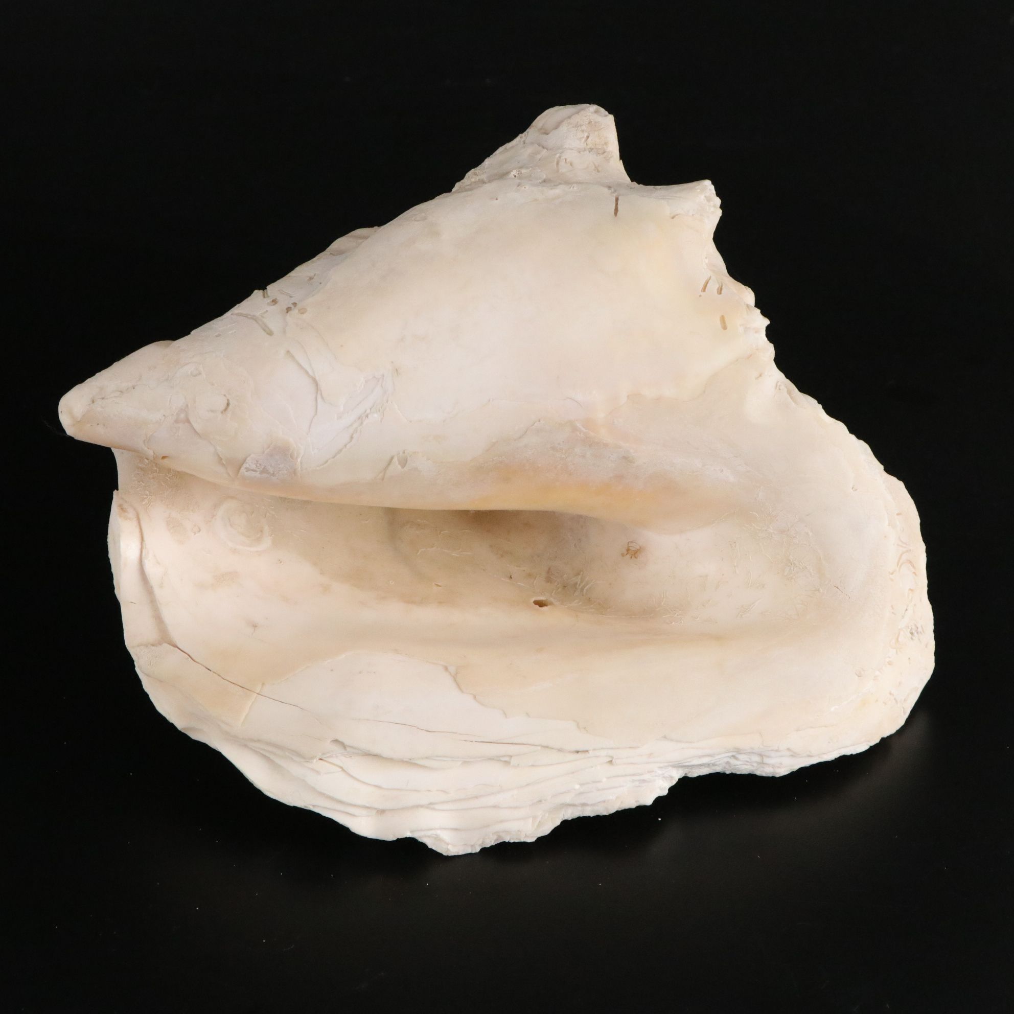 Tabulate Coral, Queen Conchs, Fossil Corals, Bivalves and More