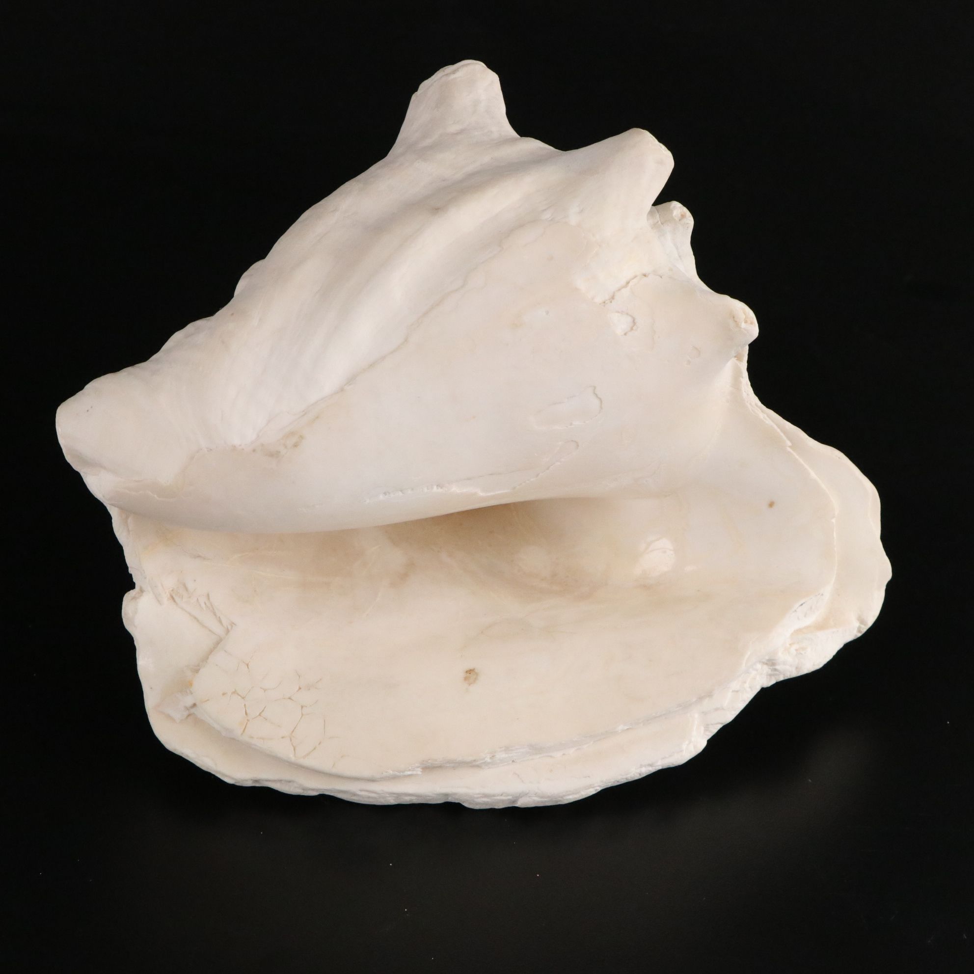 Tabulate Coral, Queen Conchs, Fossil Corals, Bivalves and More