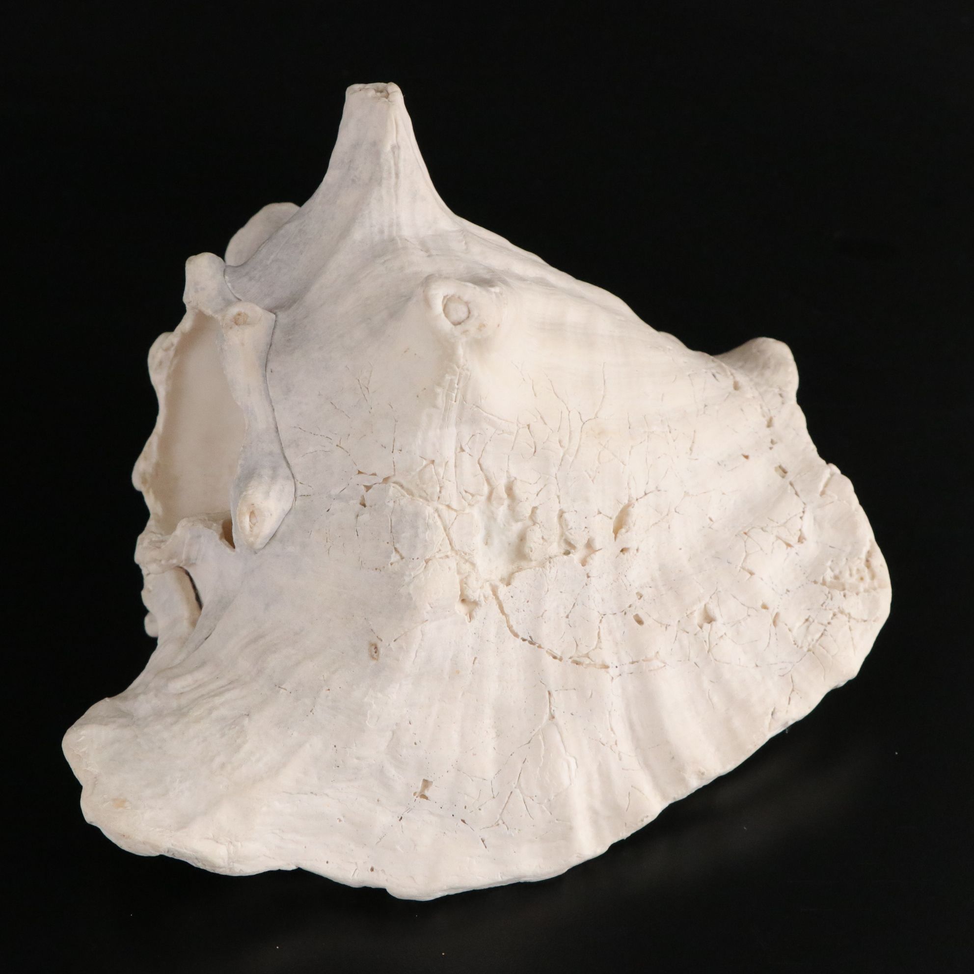 Tabulate Coral, Queen Conchs, Fossil Corals, Bivalves and More