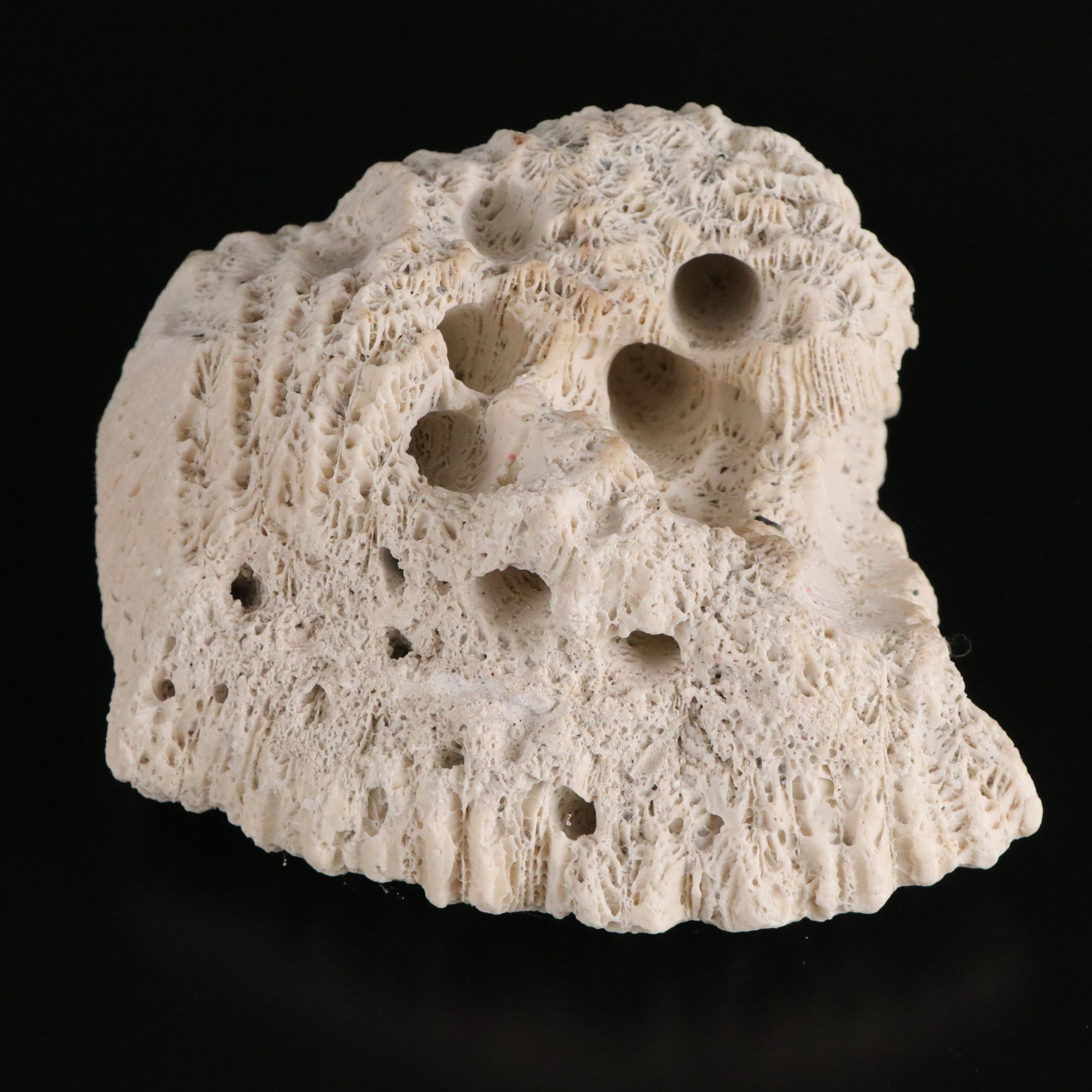 Tabulate Coral, Queen Conchs, Fossil Corals, Bivalves and More