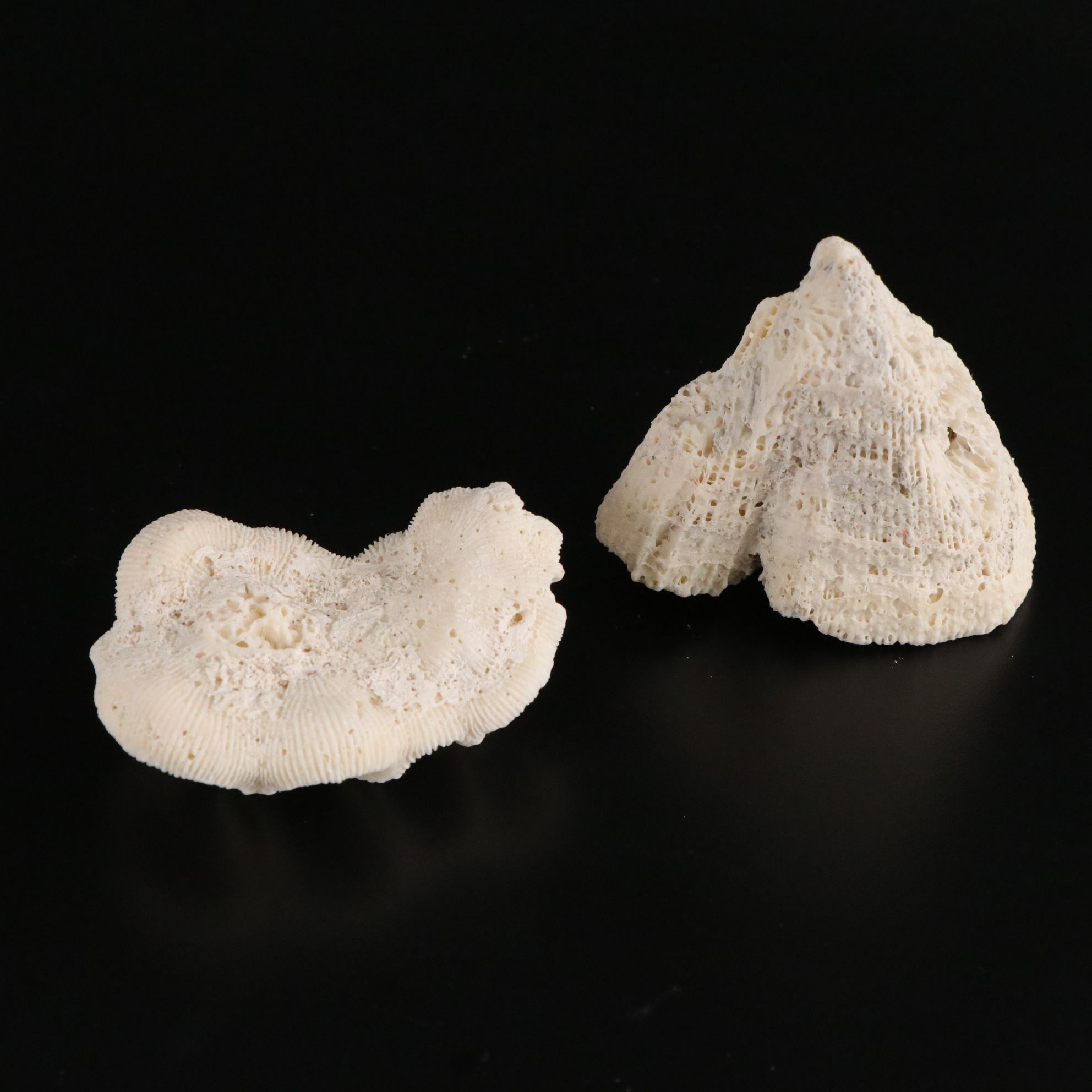 Tabulate Coral, Queen Conchs, Fossil Corals, Bivalves and More