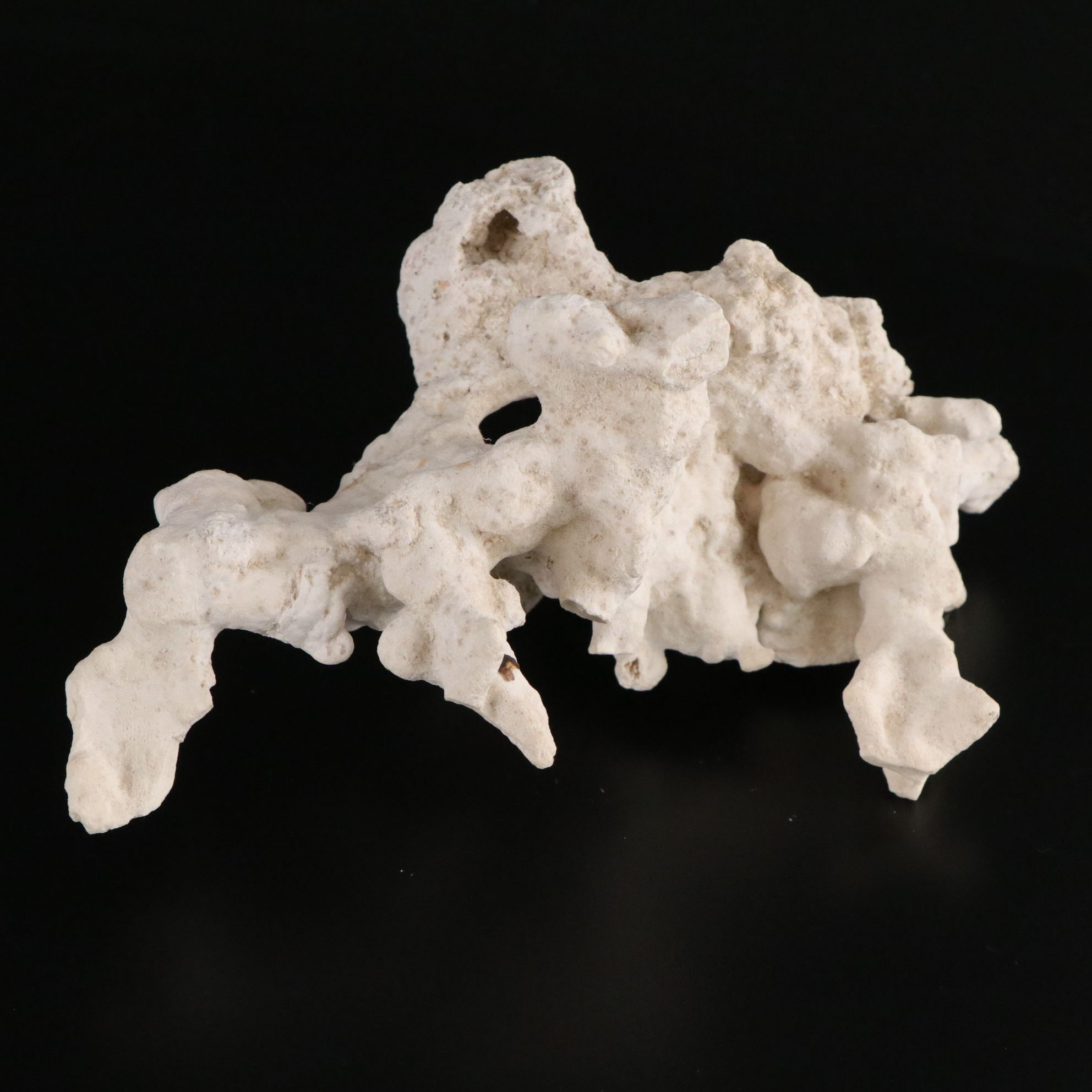 Tabulate Coral, Queen Conchs, Fossil Corals, Bivalves and More