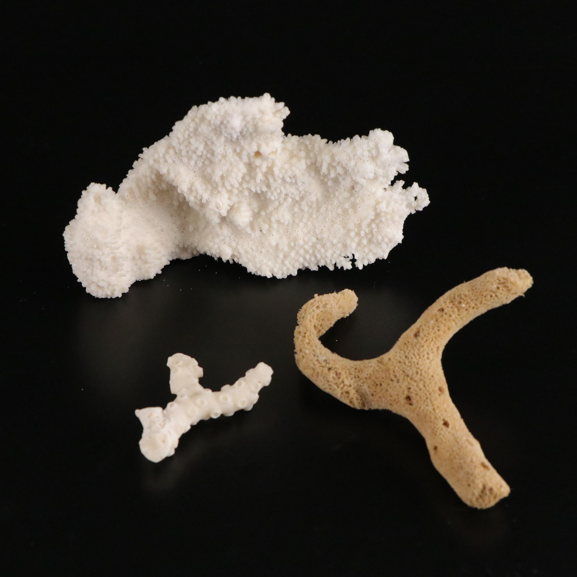 Tabulate Coral, Queen Conchs, Fossil Corals, Bivalves and More