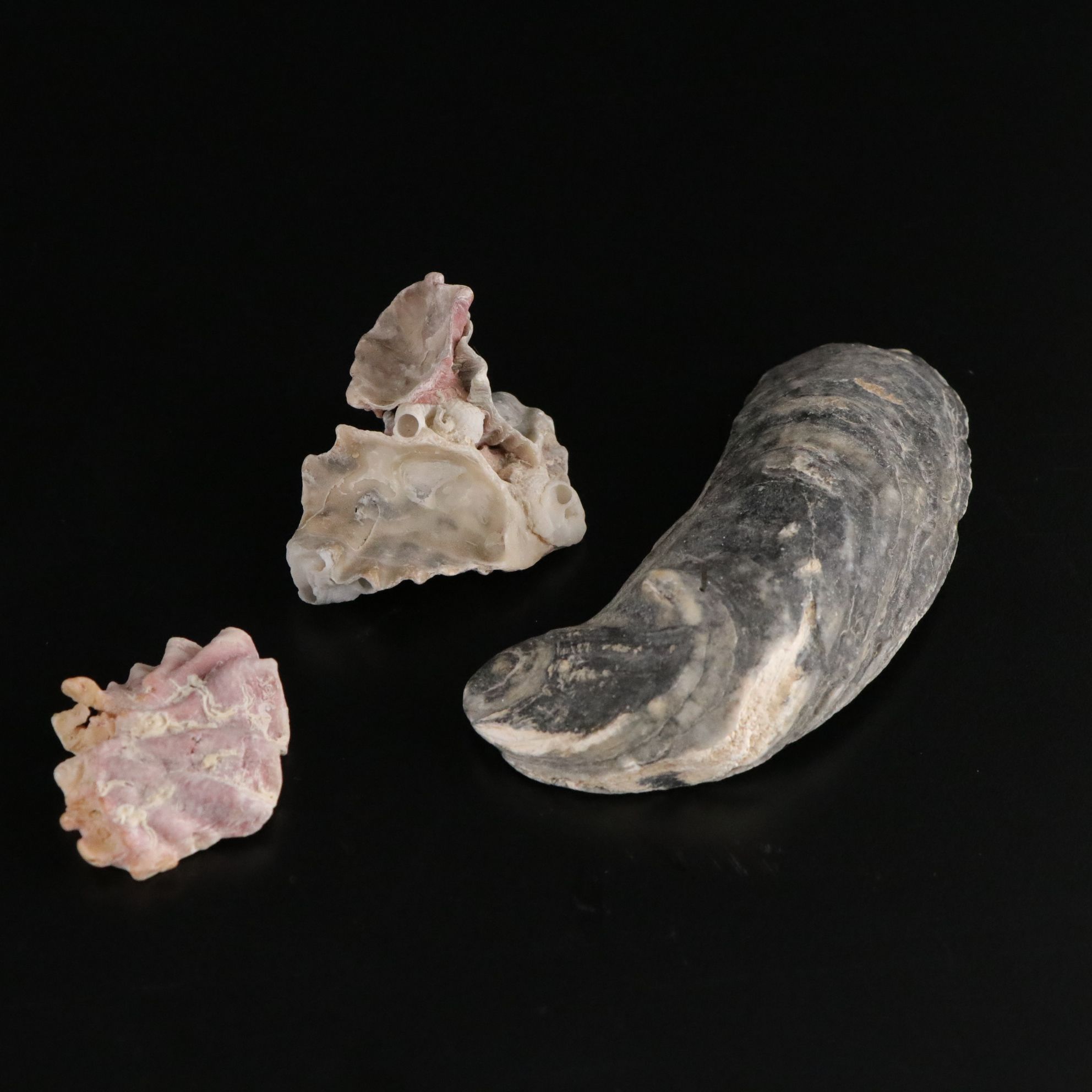 Tabulate Coral, Queen Conchs, Fossil Corals, Bivalves and More