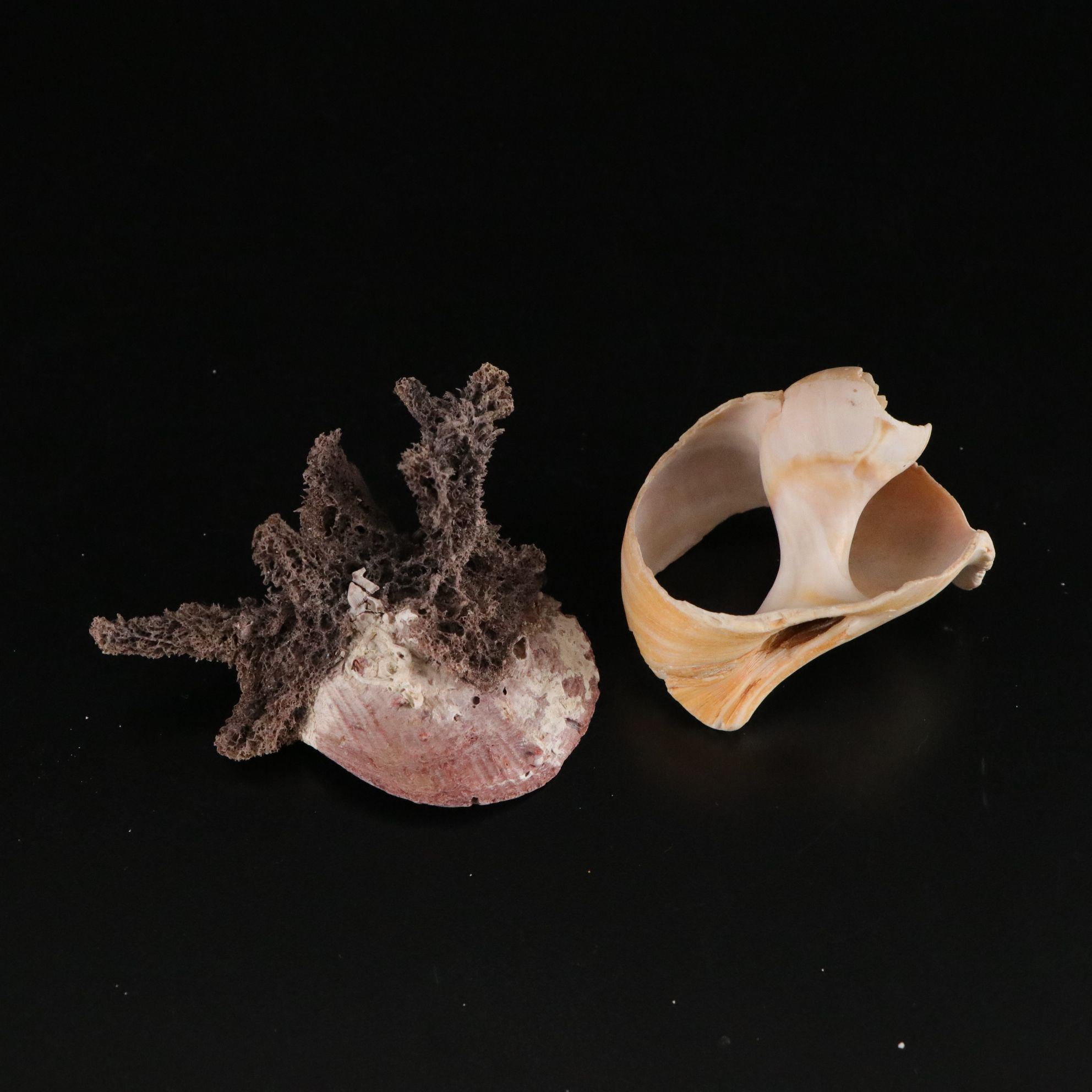 Tabulate Coral, Queen Conchs, Fossil Corals, Bivalves and More