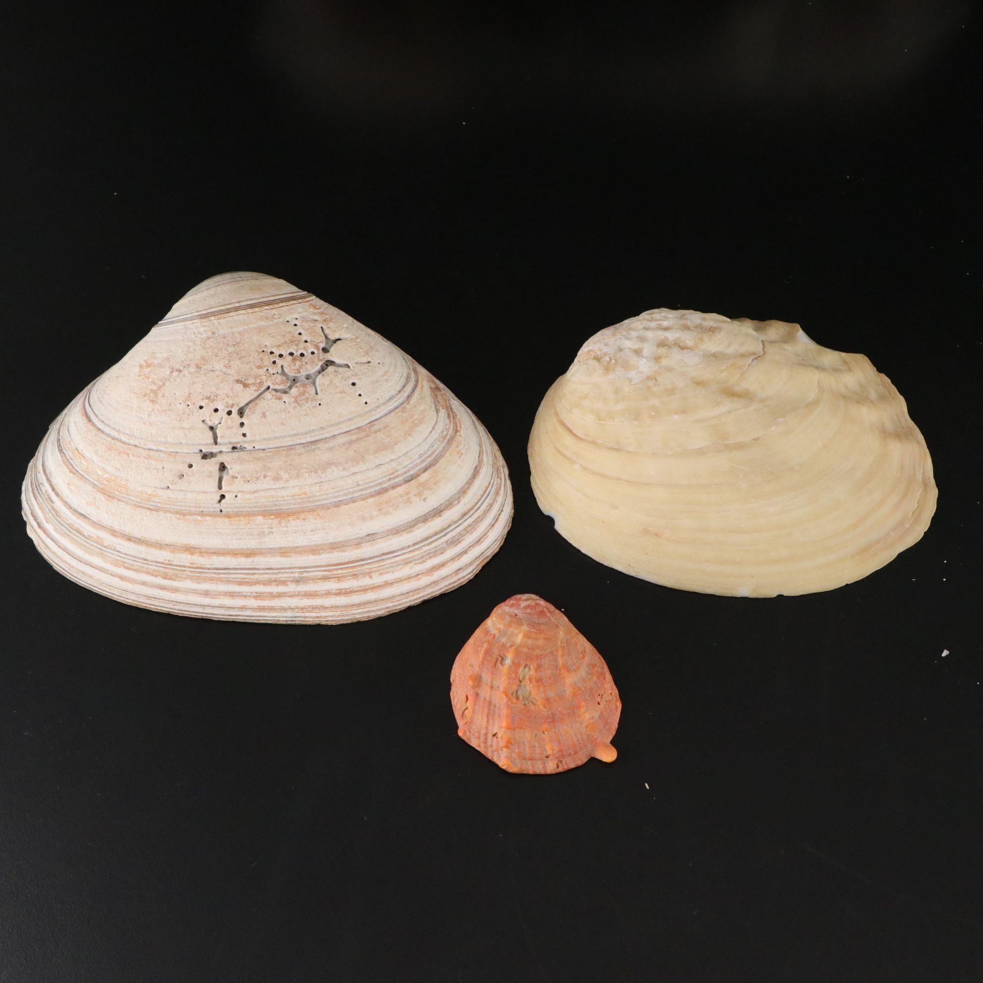 Tabulate Coral, Queen Conchs, Fossil Corals, Bivalves and More