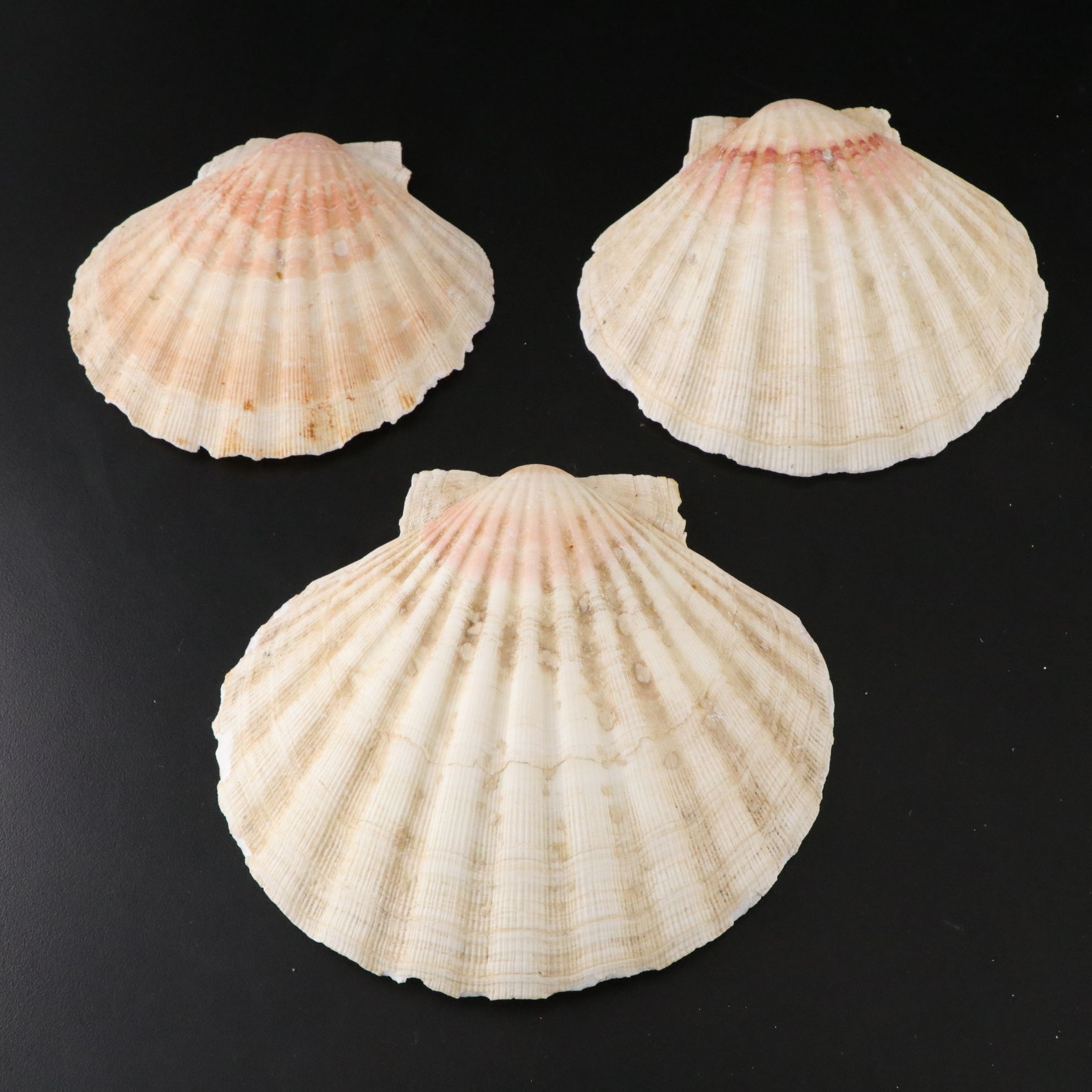 Tabulate Coral, Queen Conchs, Fossil Corals, Bivalves and More