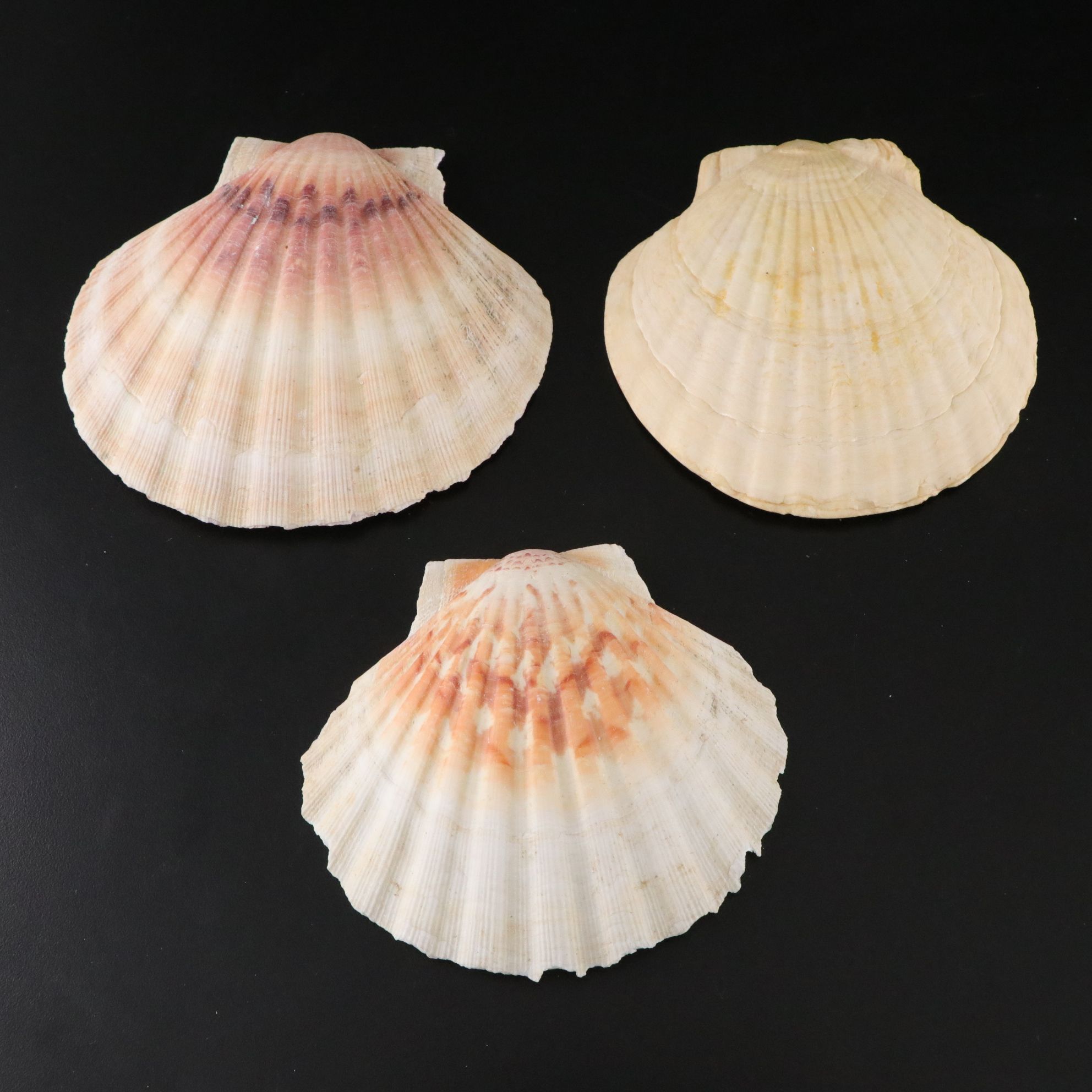 Tabulate Coral, Queen Conchs, Fossil Corals, Bivalves and More