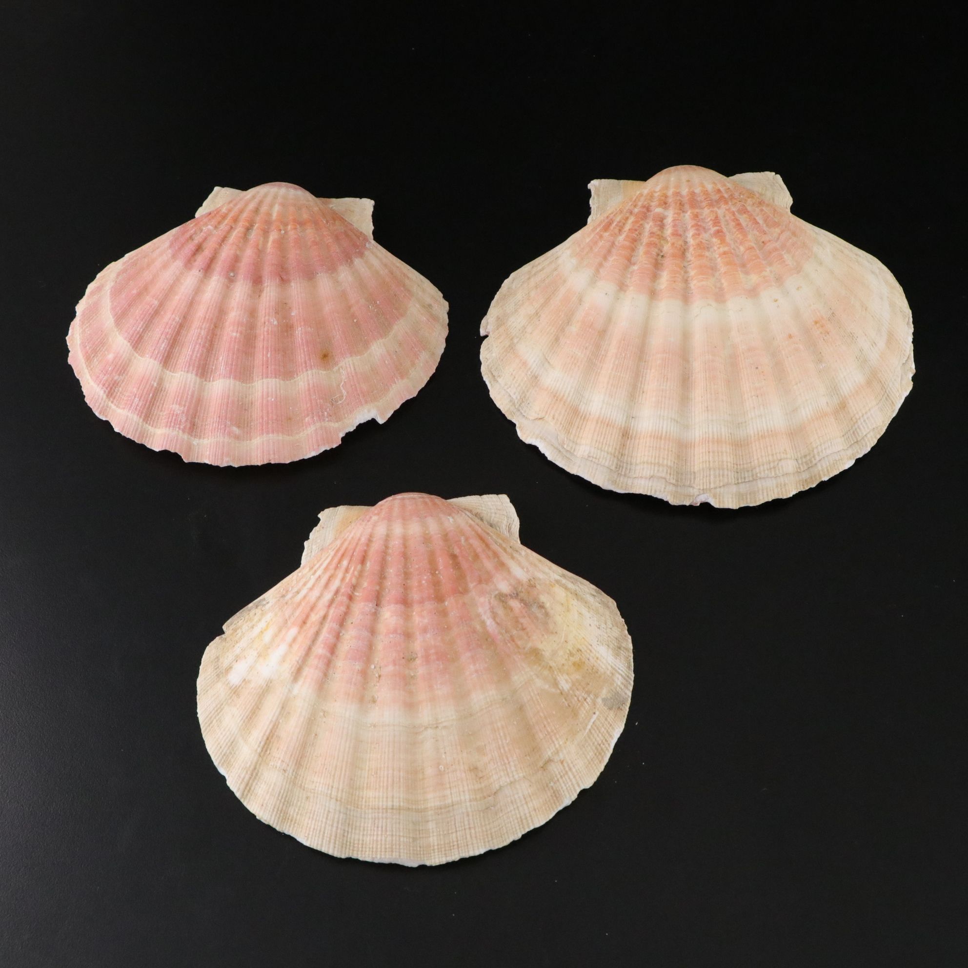 Tabulate Coral, Queen Conchs, Fossil Corals, Bivalves and More