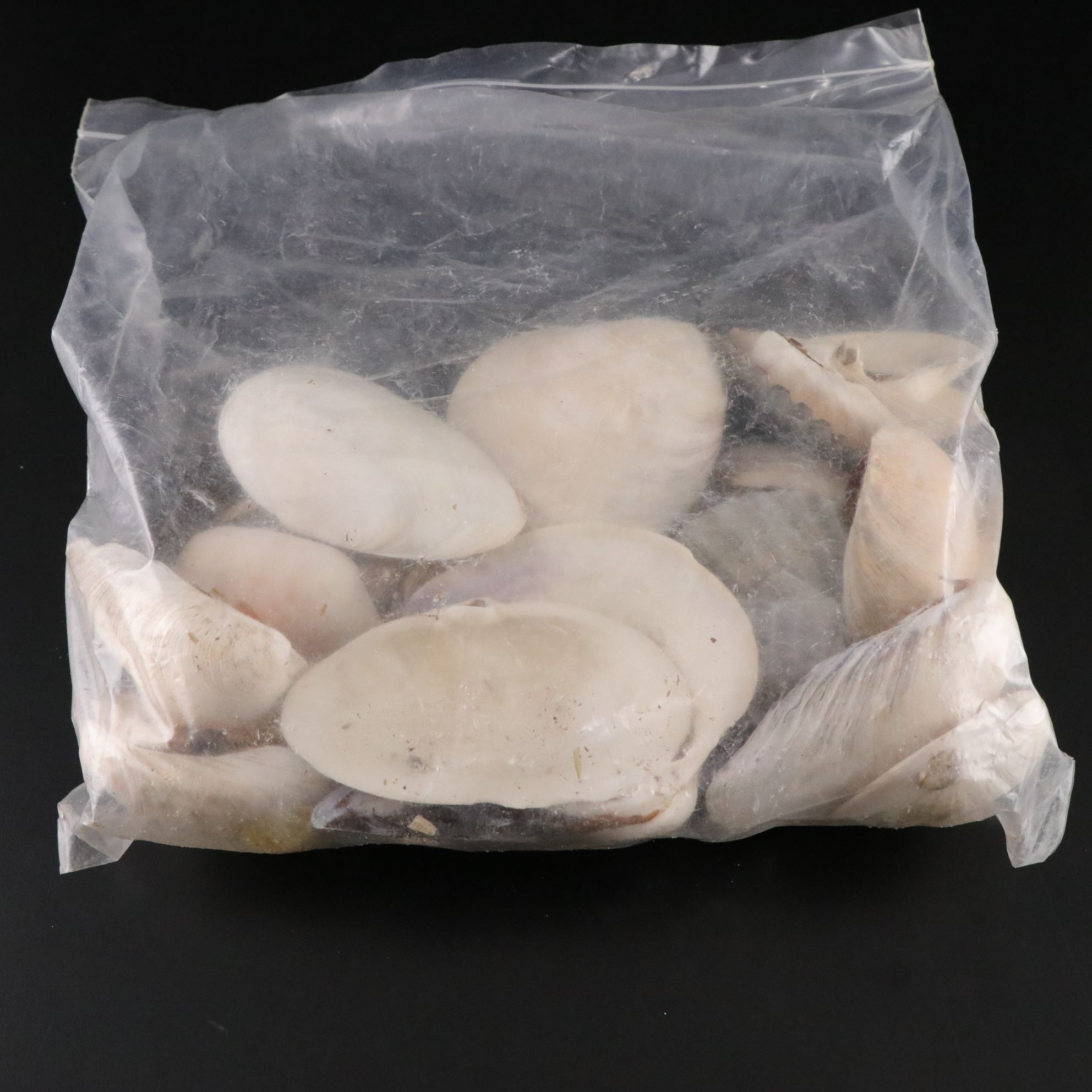 Tabulate Coral, Queen Conchs, Fossil Corals, Bivalves and More