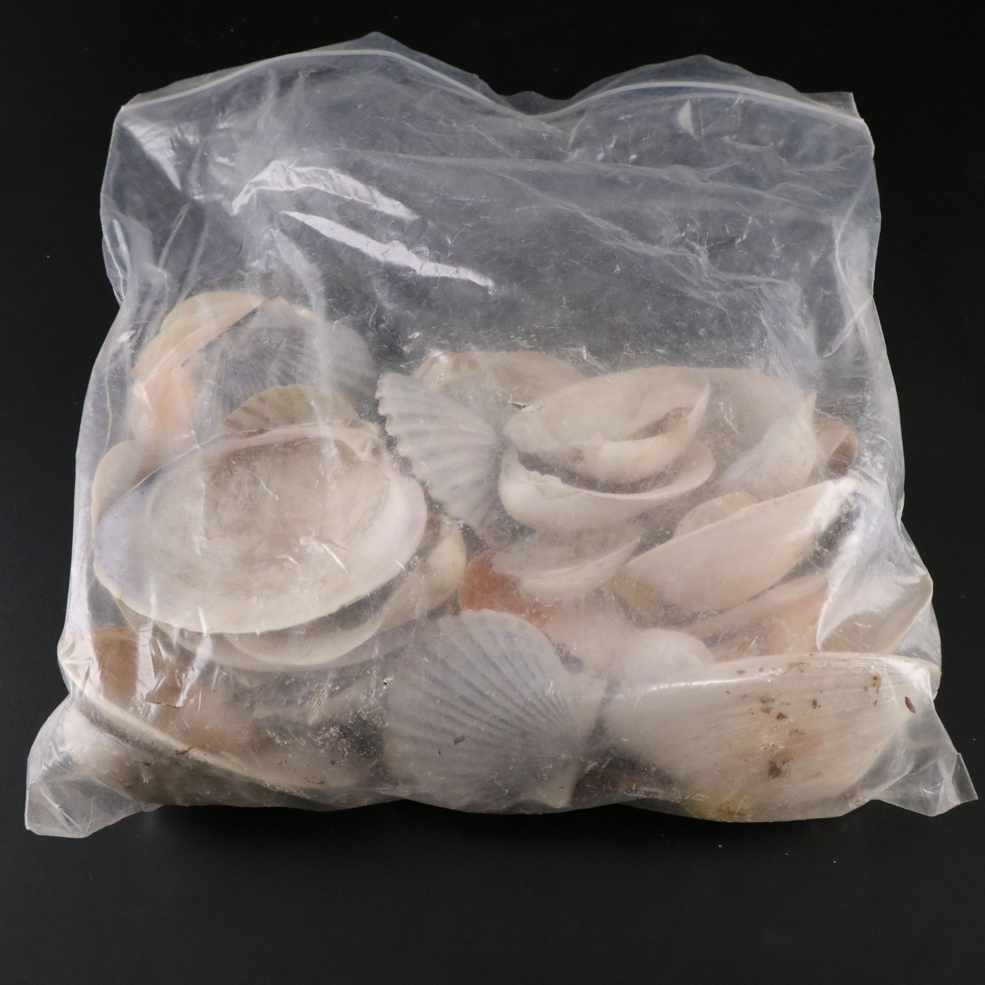 Tabulate Coral, Queen Conchs, Fossil Corals, Bivalves and More