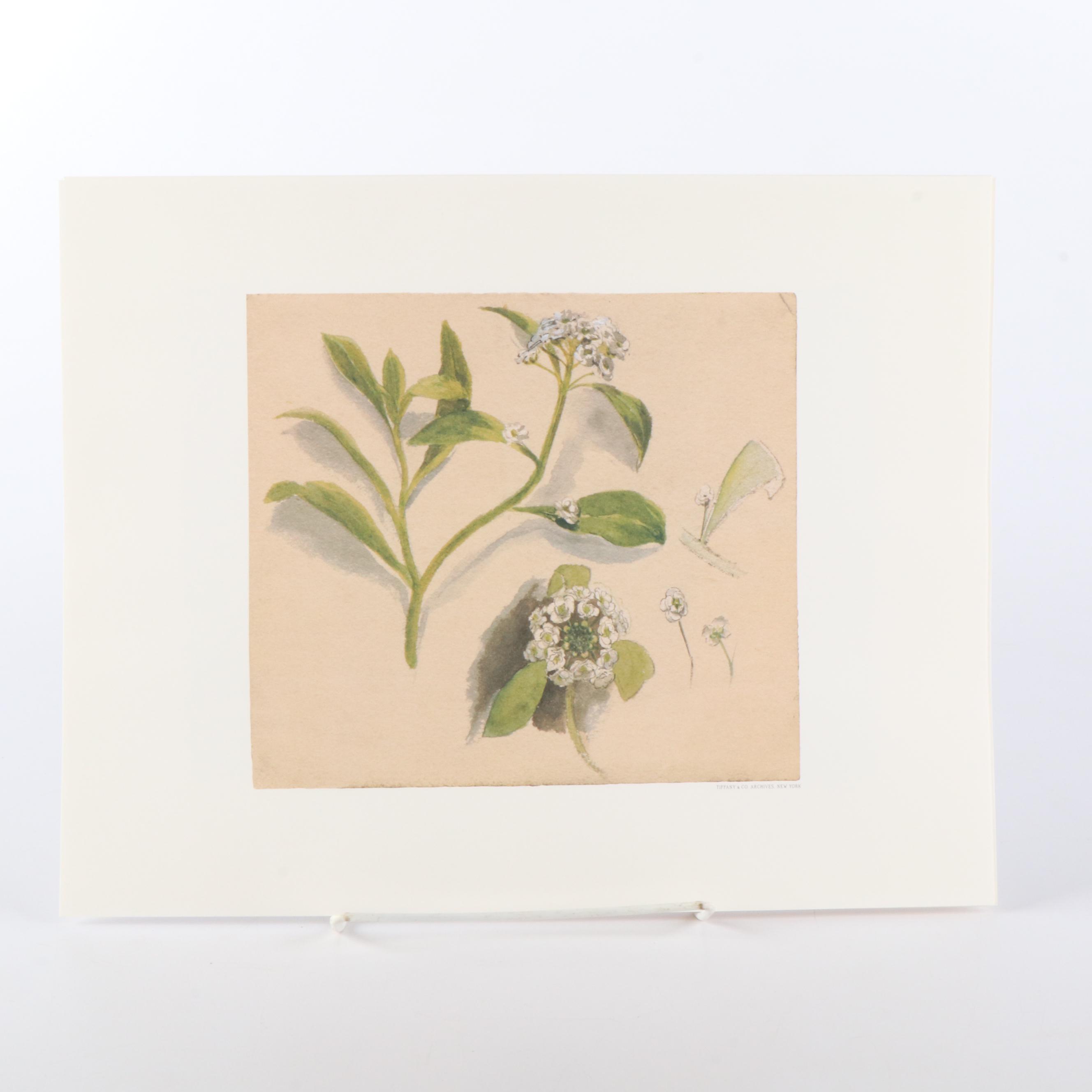 Tiffany & Co. "Tiffany Nature" Limited Edition Botanical Prints