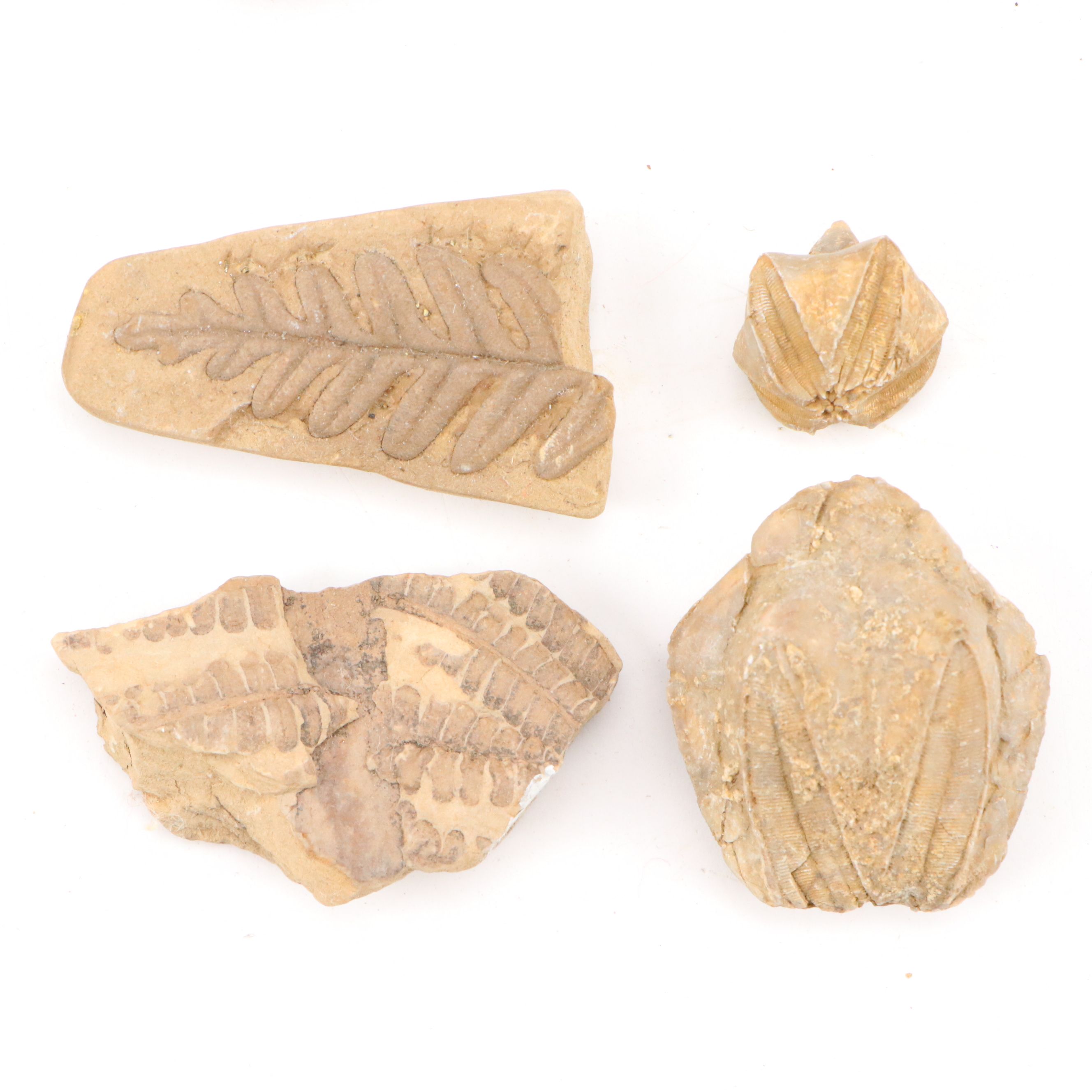 Fossilized Flora and Marine Organisms