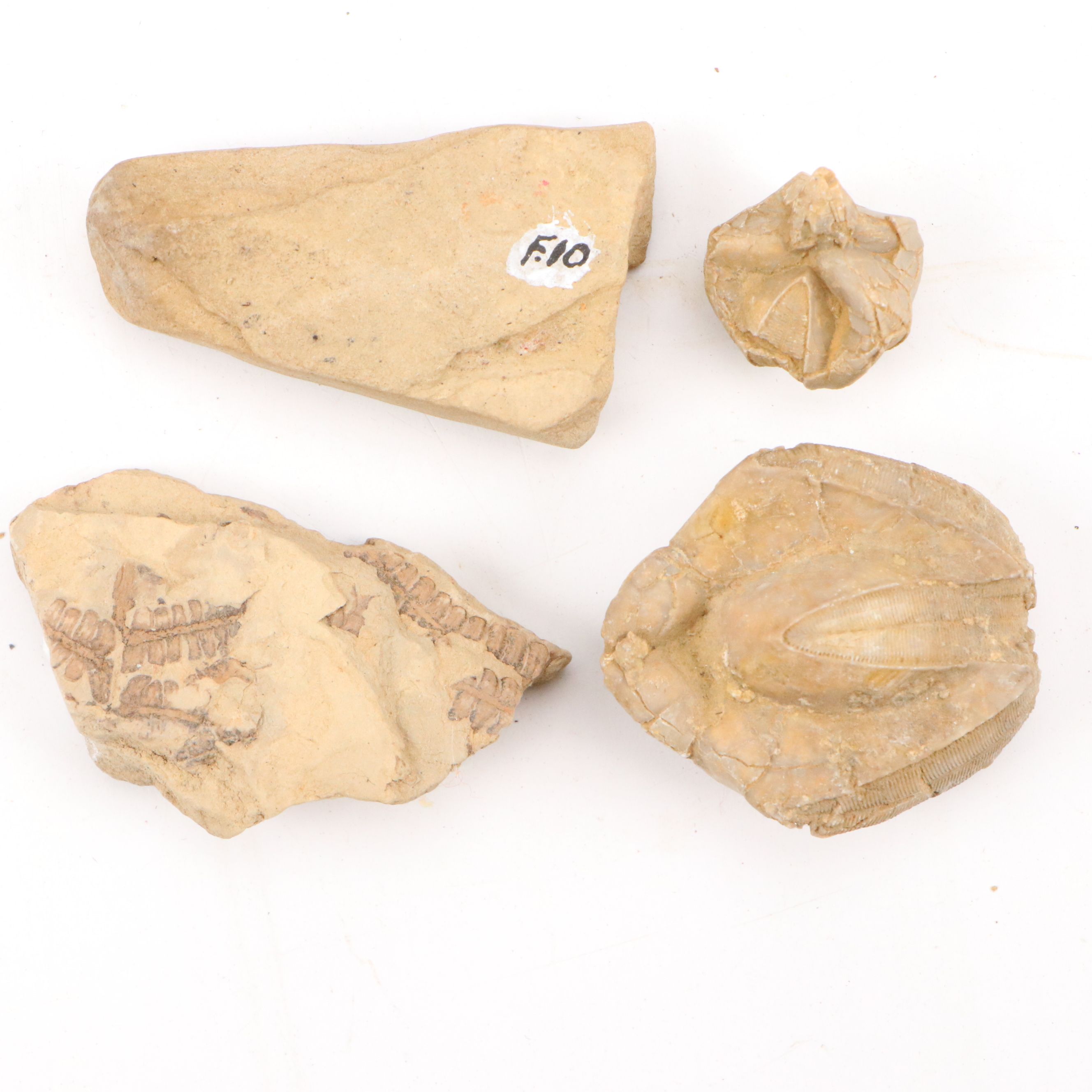 Fossilized Flora and Marine Organisms