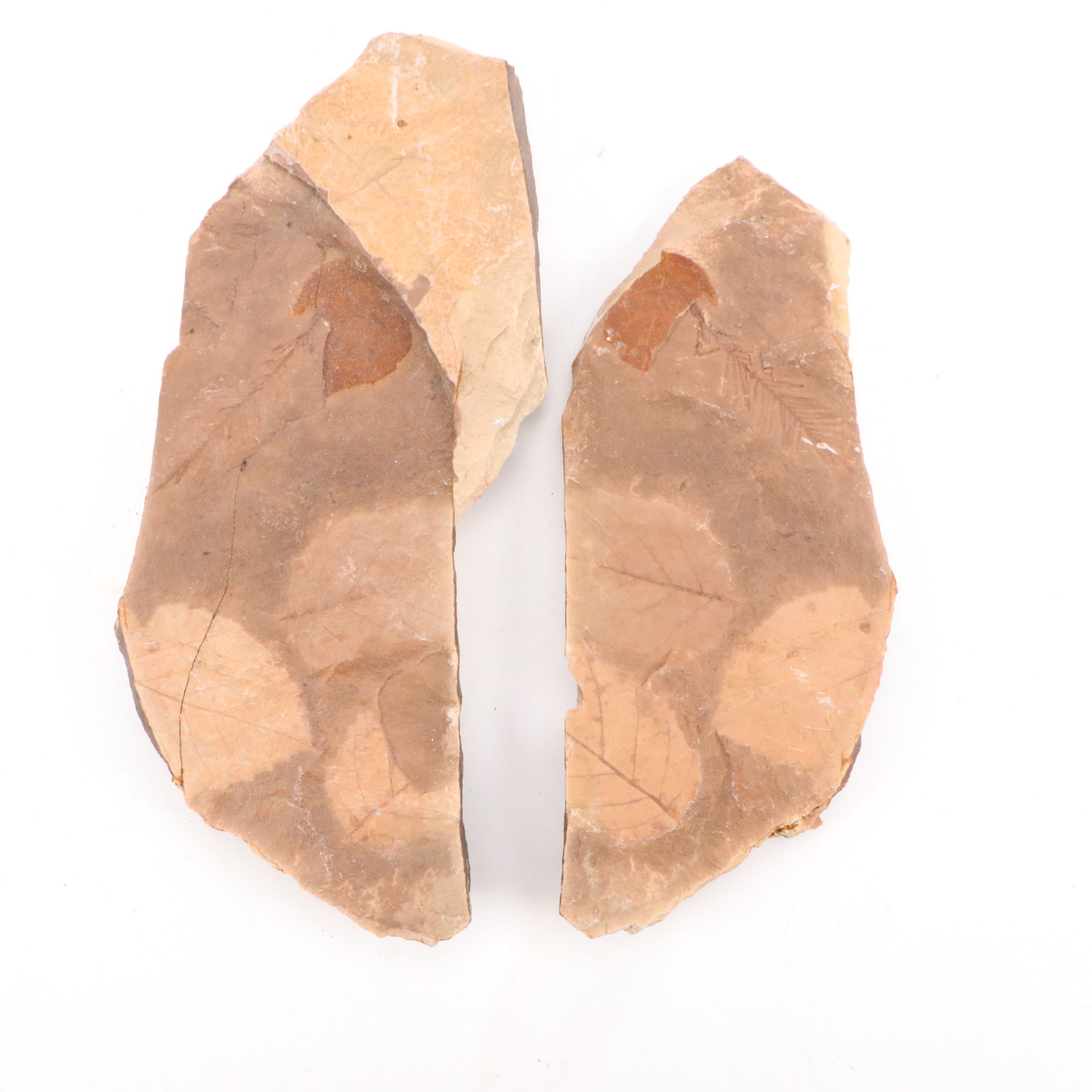 Fossilized Flora and Marine Organisms