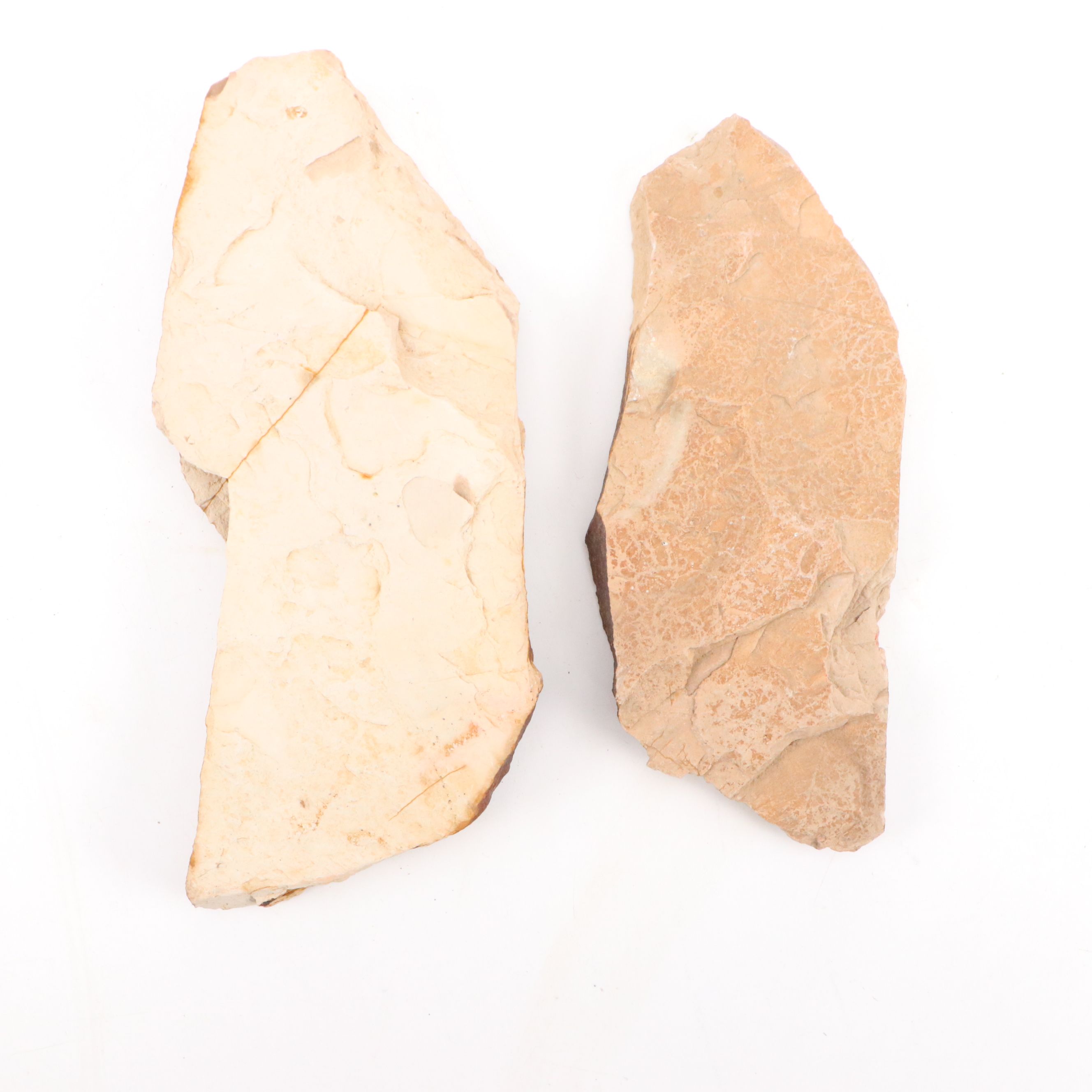 Fossilized Flora and Marine Organisms