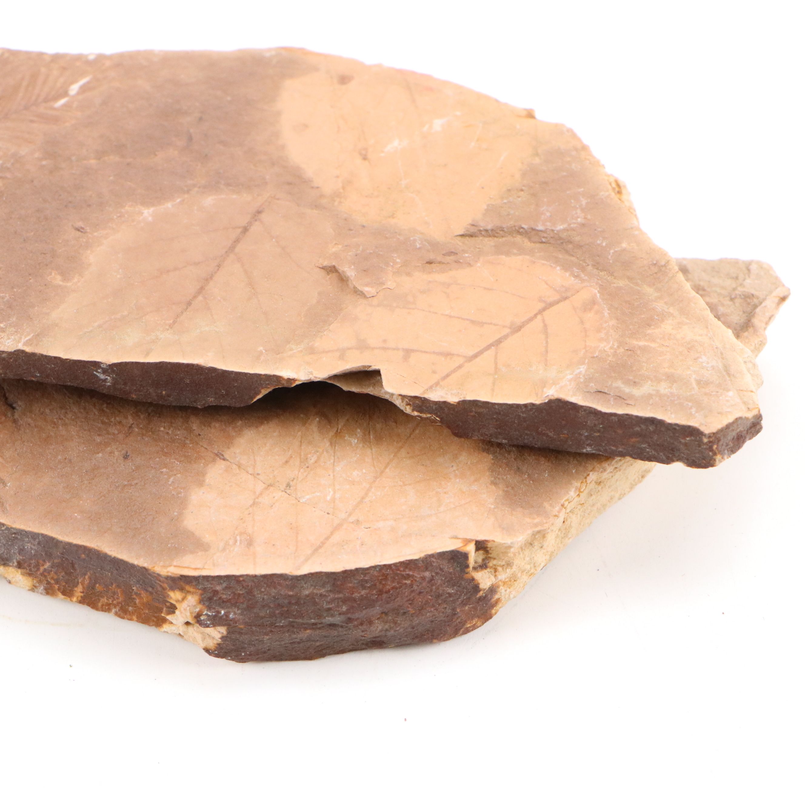 Fossilized Flora and Marine Organisms