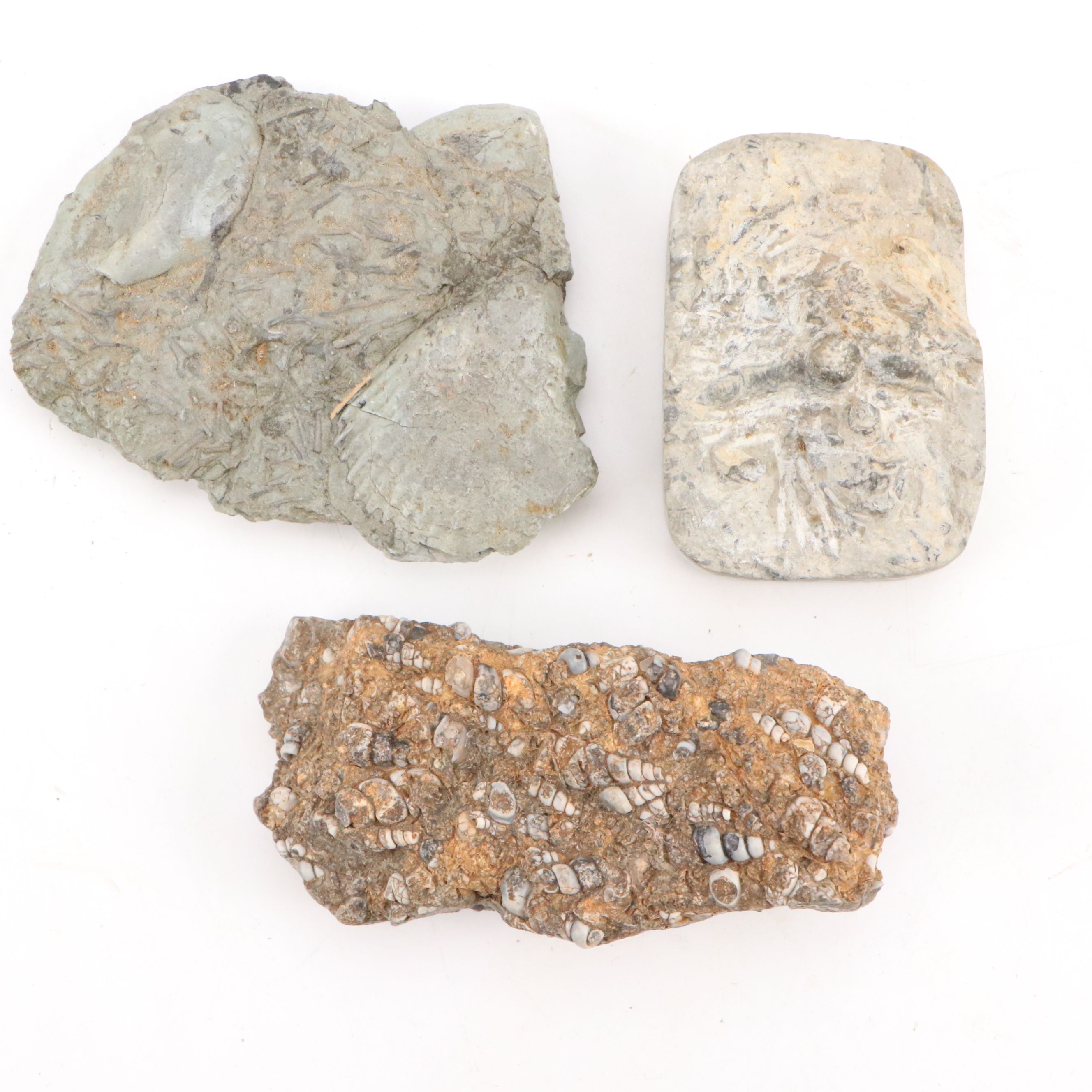 Fossilized Flora and Marine Organisms