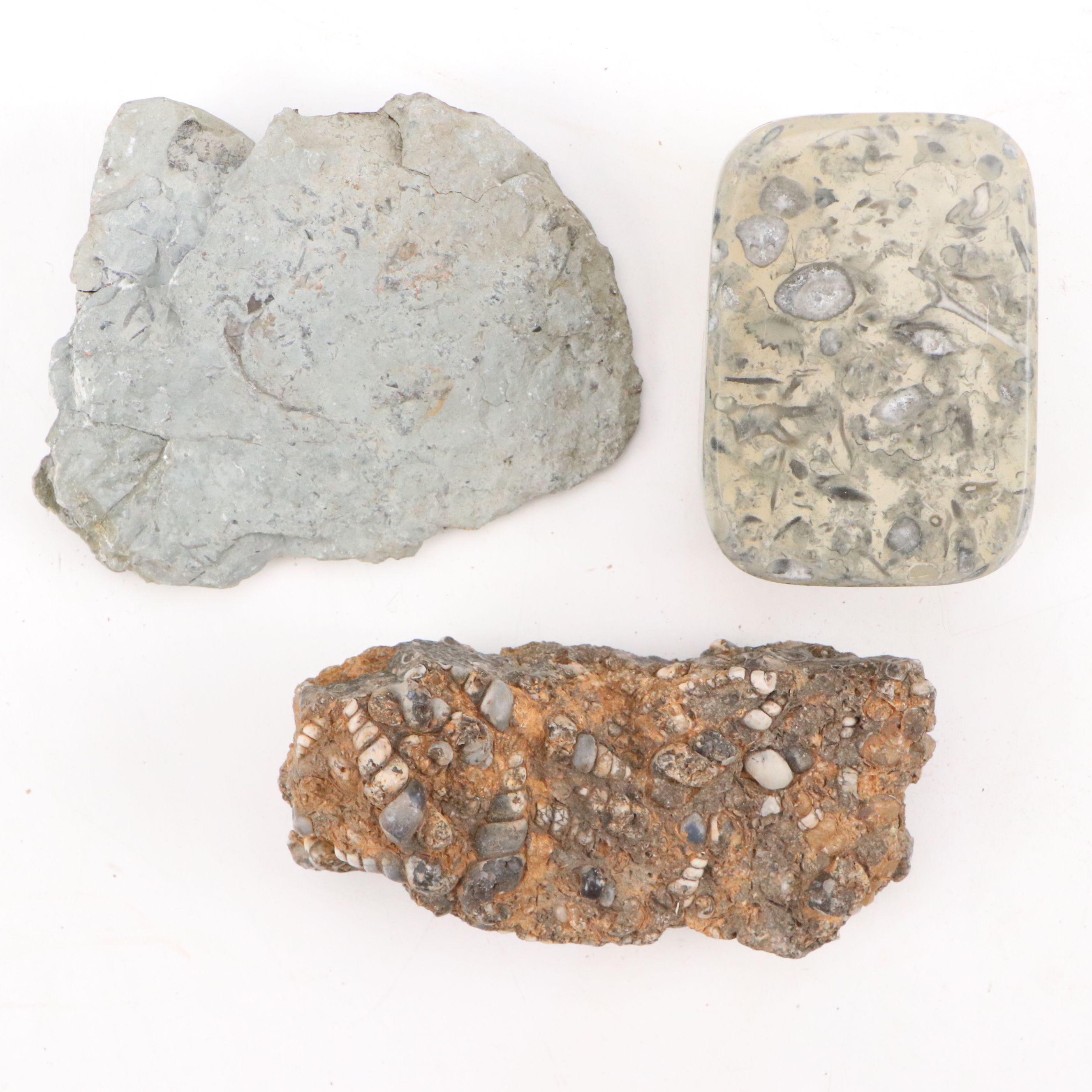 Fossilized Flora and Marine Organisms