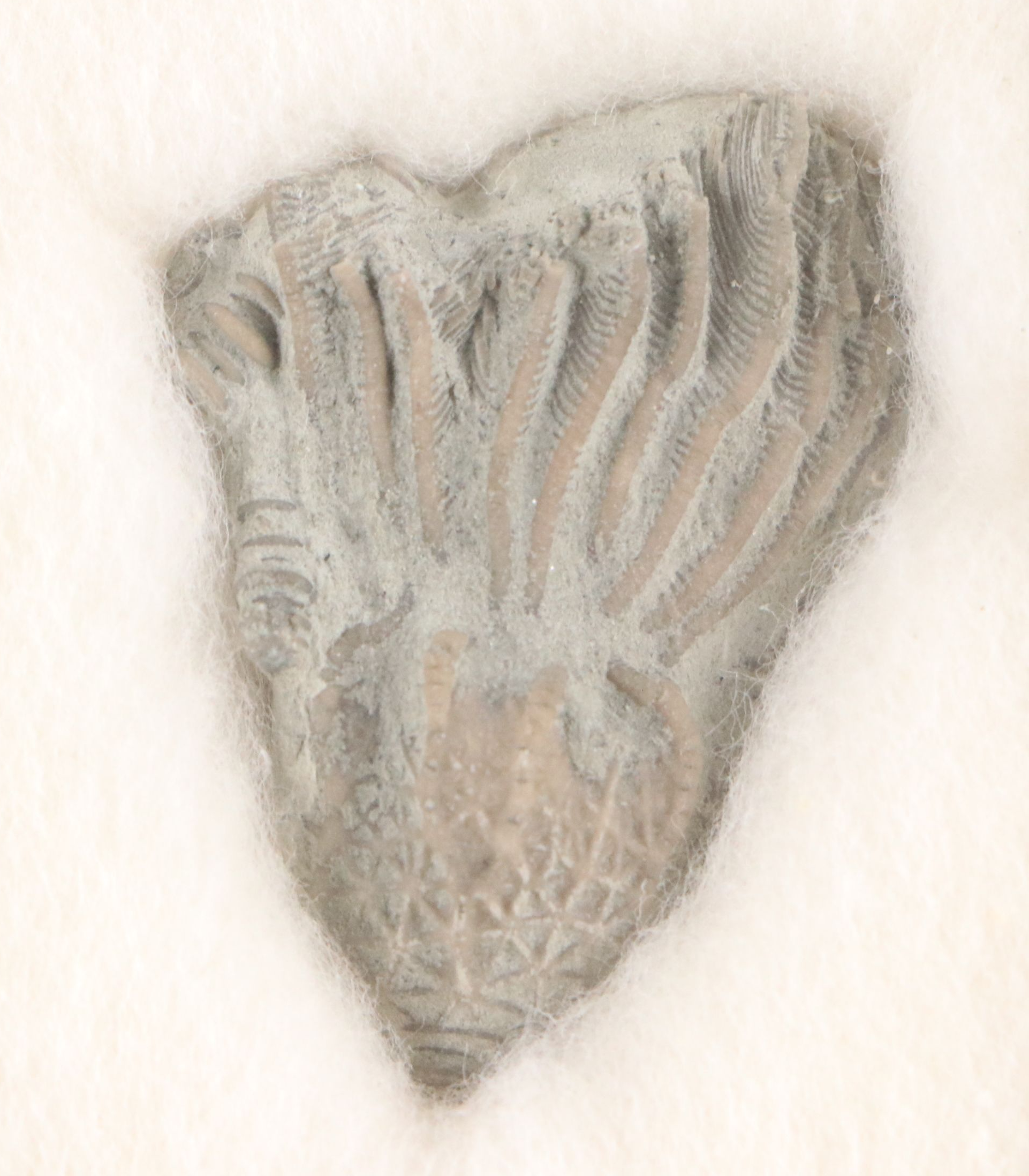 Fossilized Flora and Marine Organisms