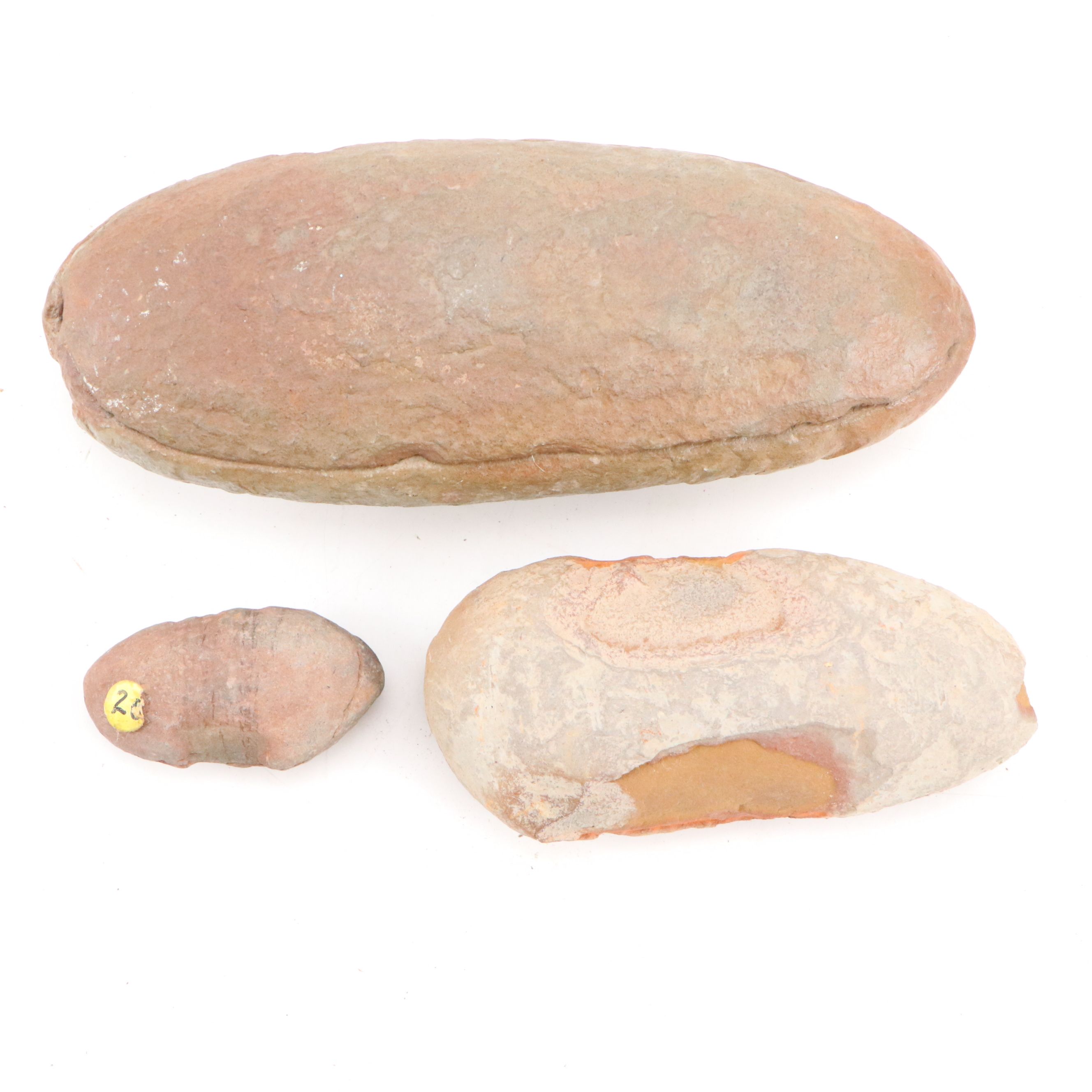 Fossilized Flora and Marine Organisms