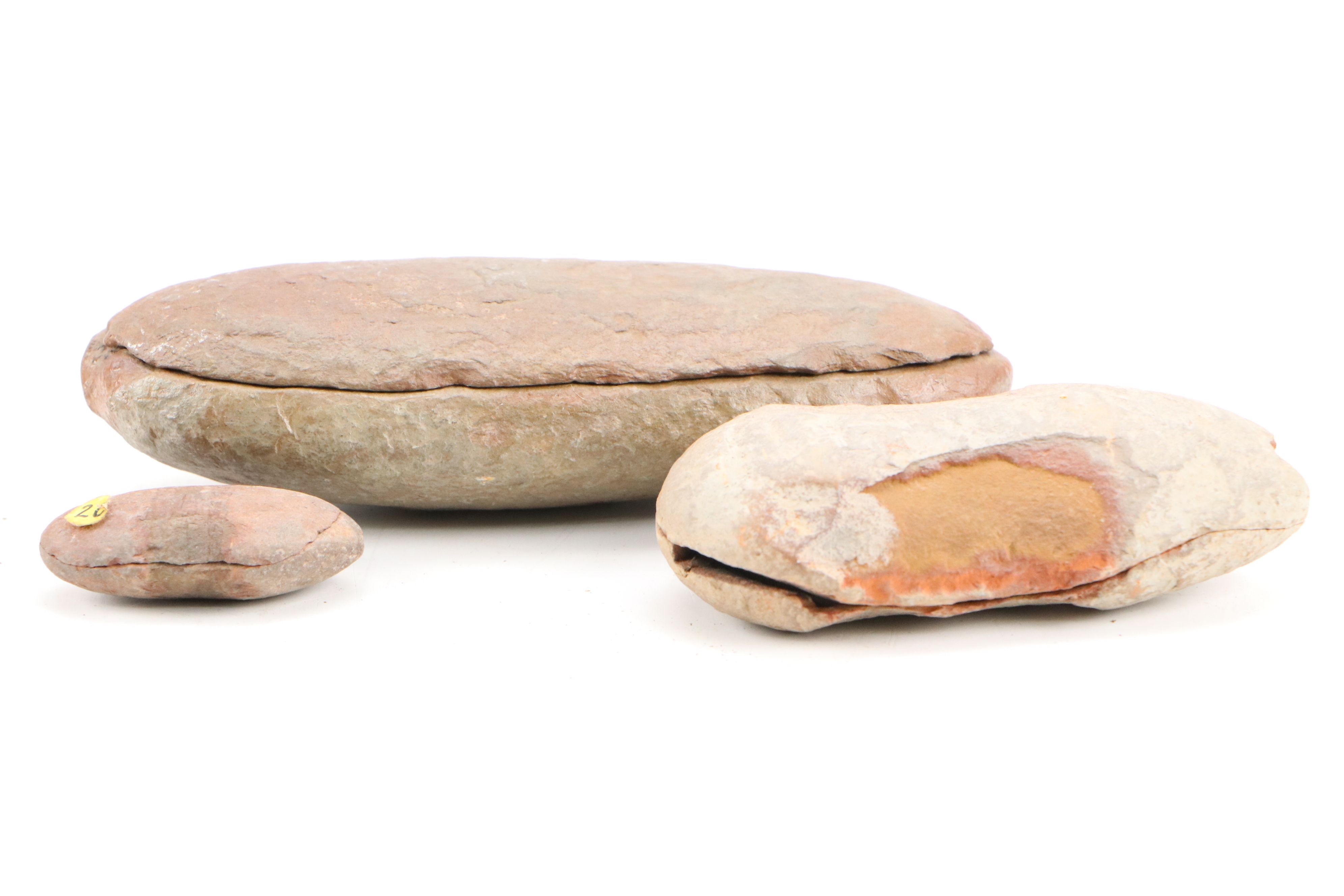 Fossilized Flora and Marine Organisms