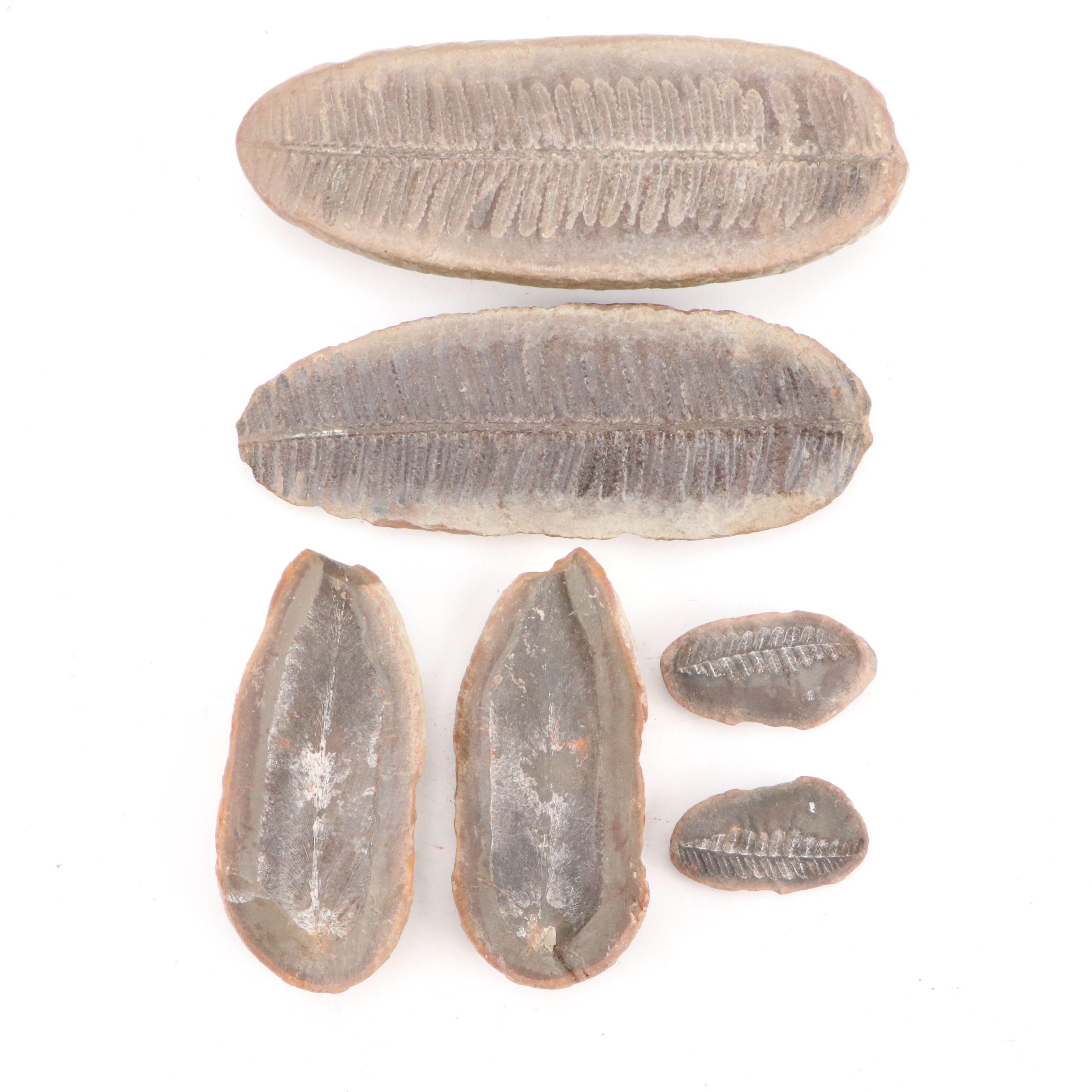 Fossilized Flora and Marine Organisms