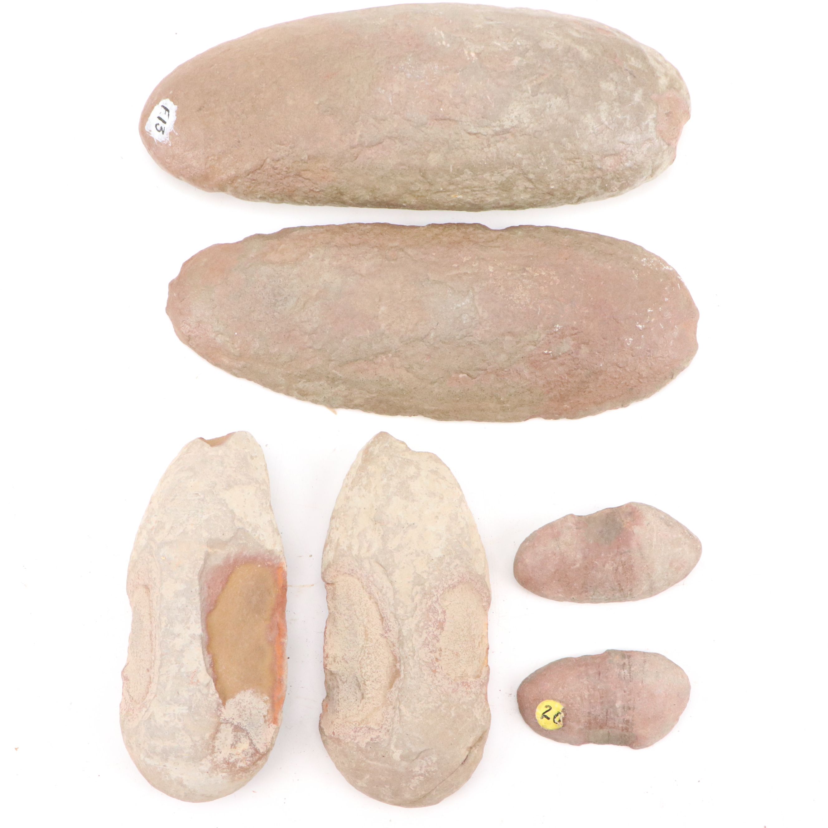 Fossilized Flora and Marine Organisms