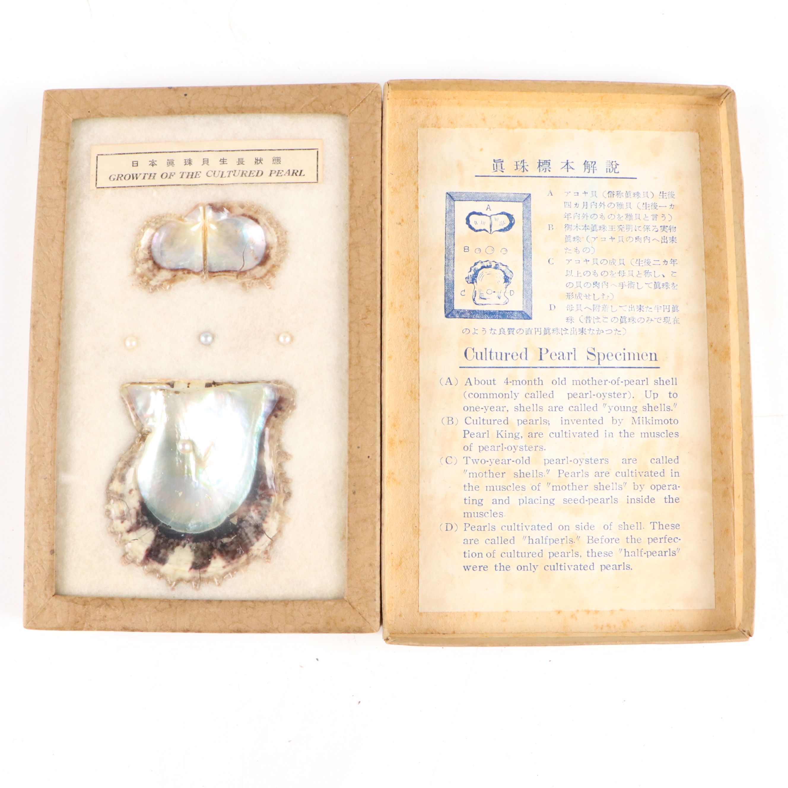 Fossilized Flora and Marine Organisms