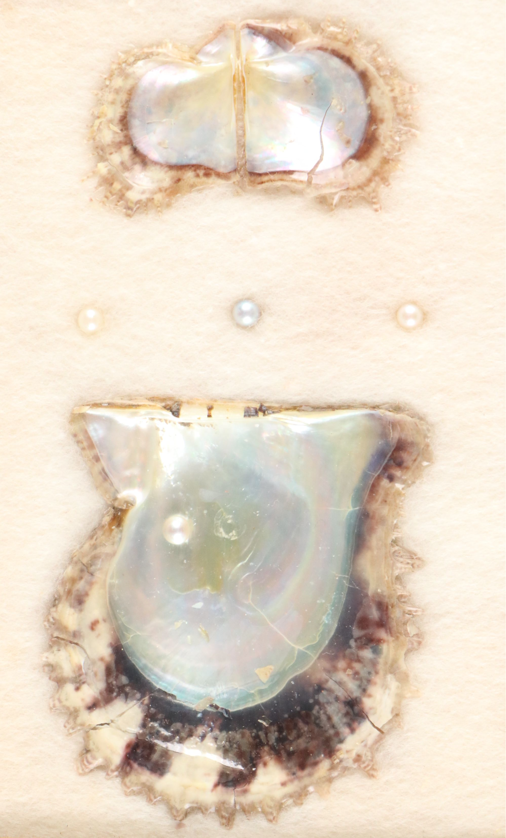 Fossilized Flora and Marine Organisms