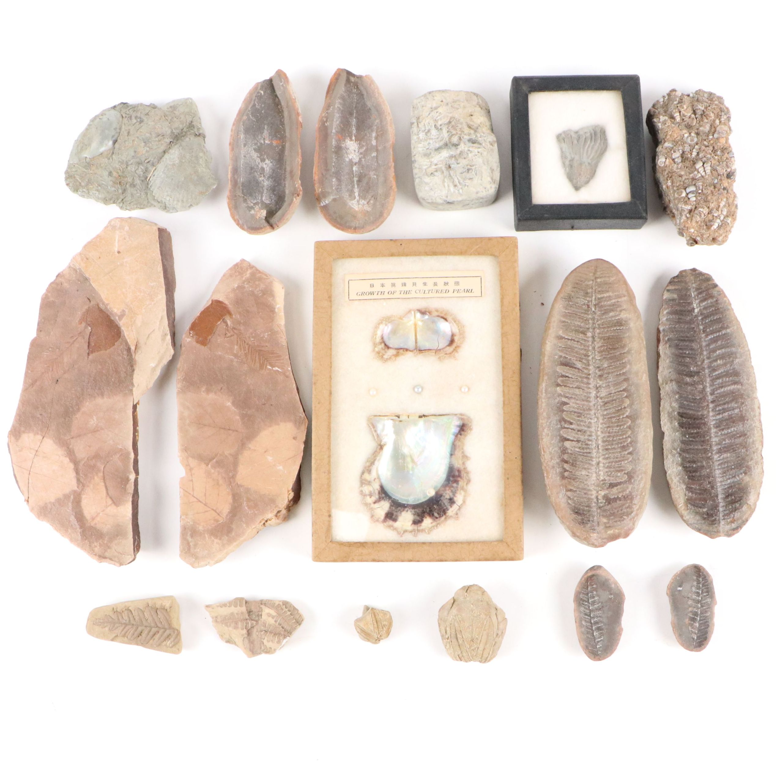 Fossilized Flora and Marine Organisms