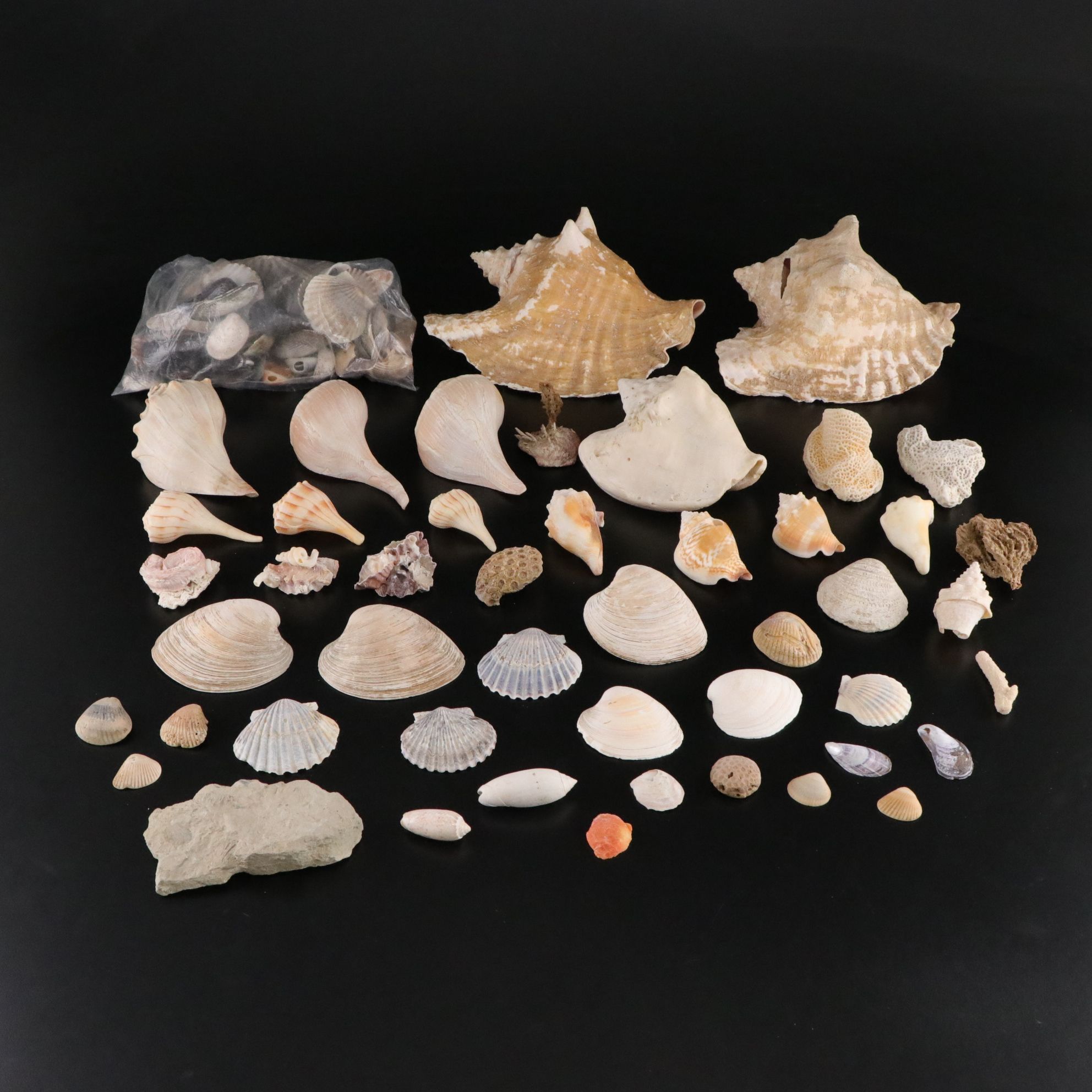 Channel Whelk, Queen Conchs, Fossil Honeycomb Corals & More
