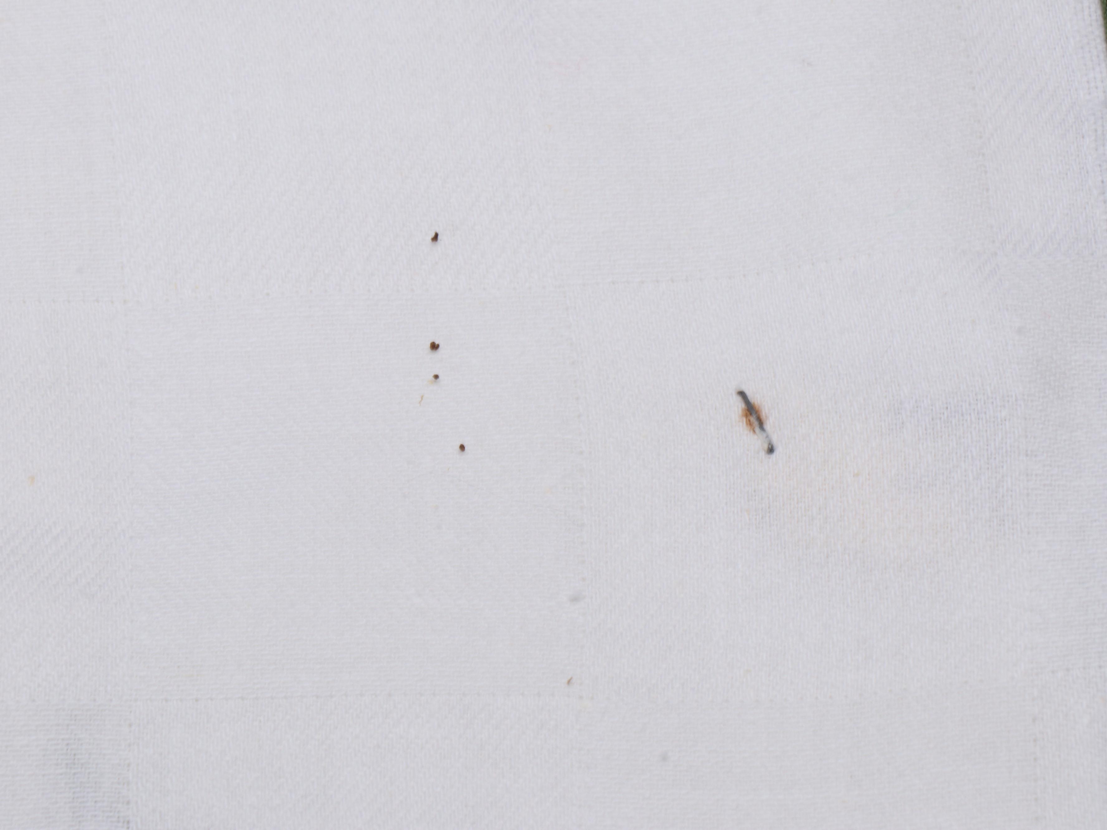 Hungarian Checkered Floral and Italian Corn Patterned Cotton Tablecloths