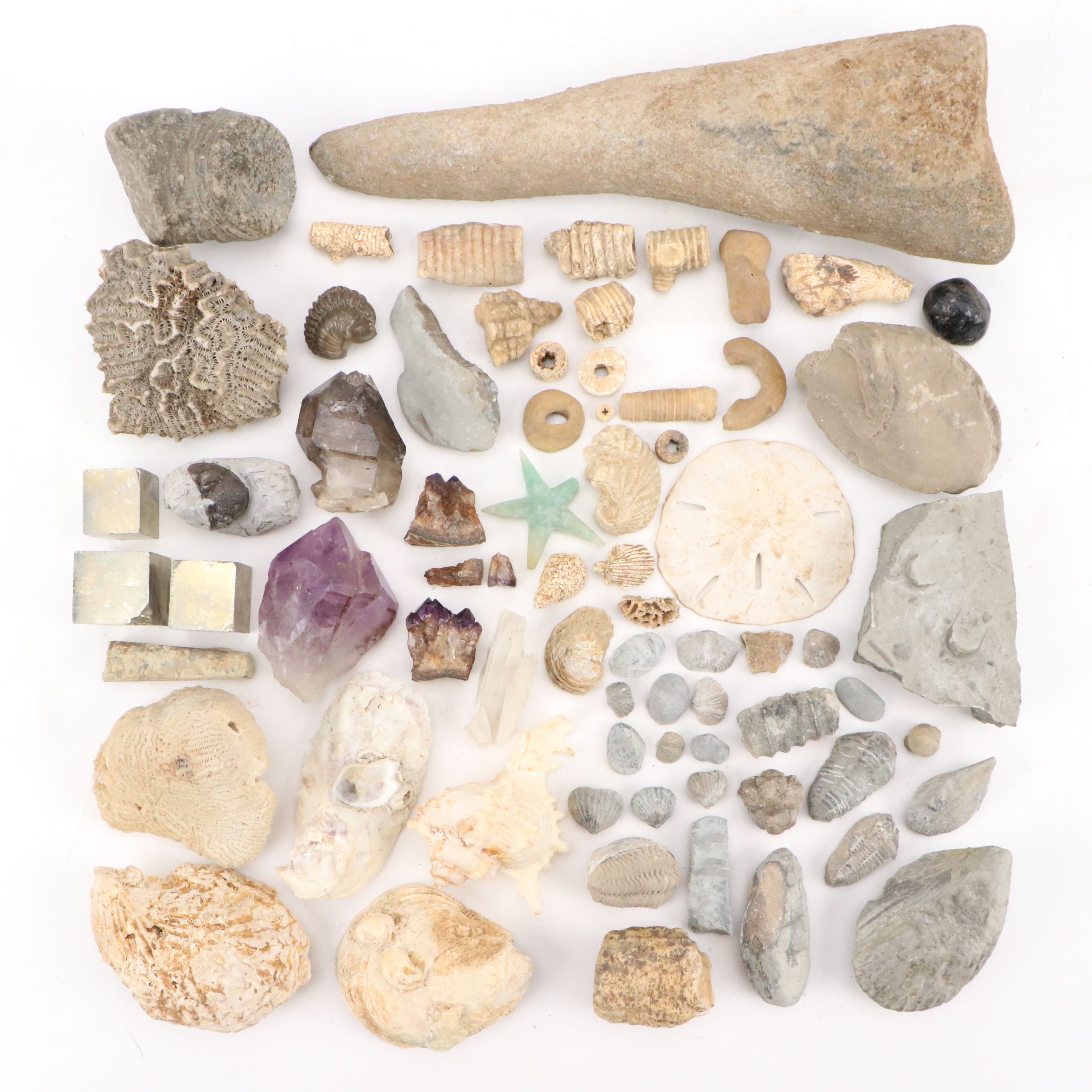Trilobites, Crinoid Stems, and Other Fossils and Minerals