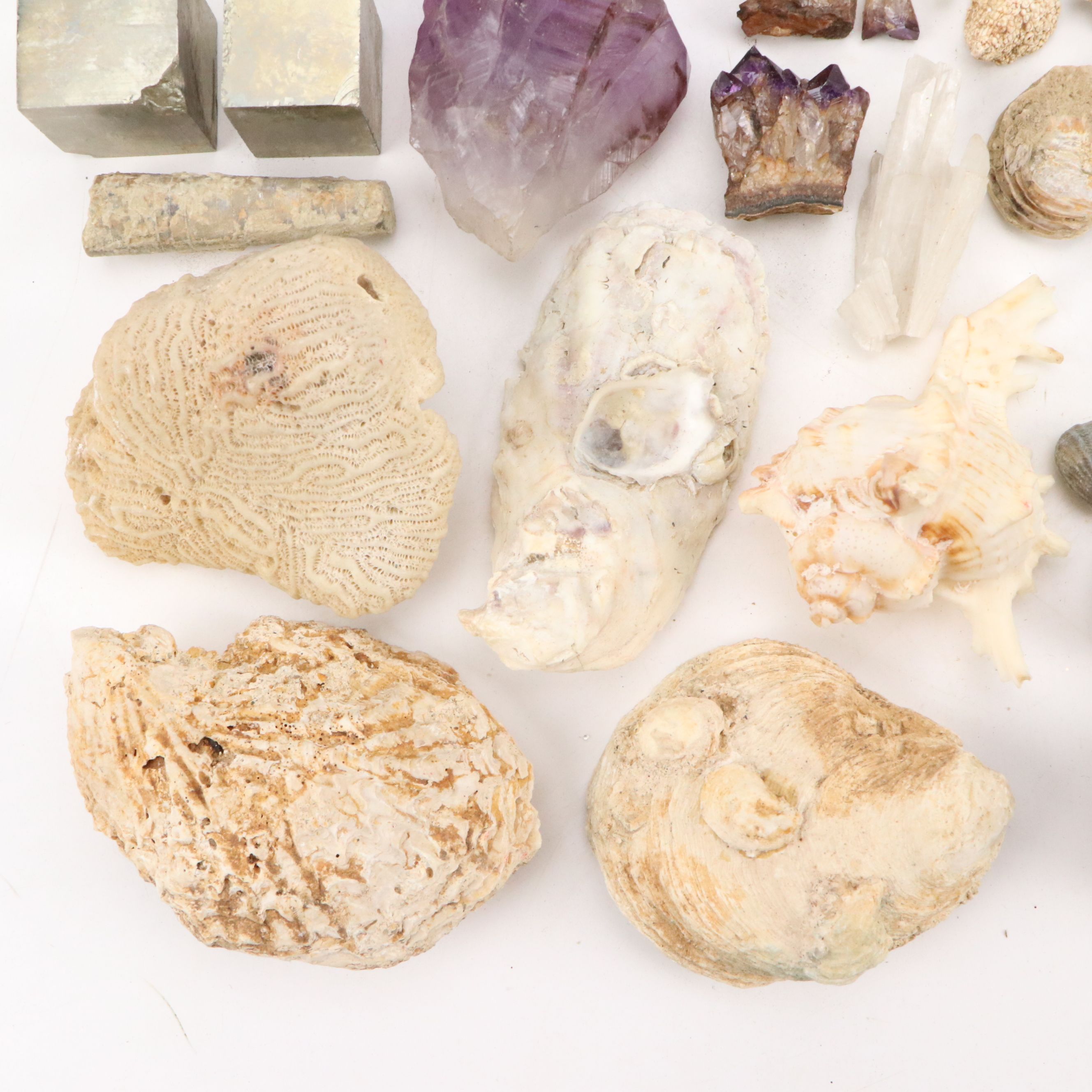 Trilobites, Crinoid Stems, and Other Fossils and Minerals