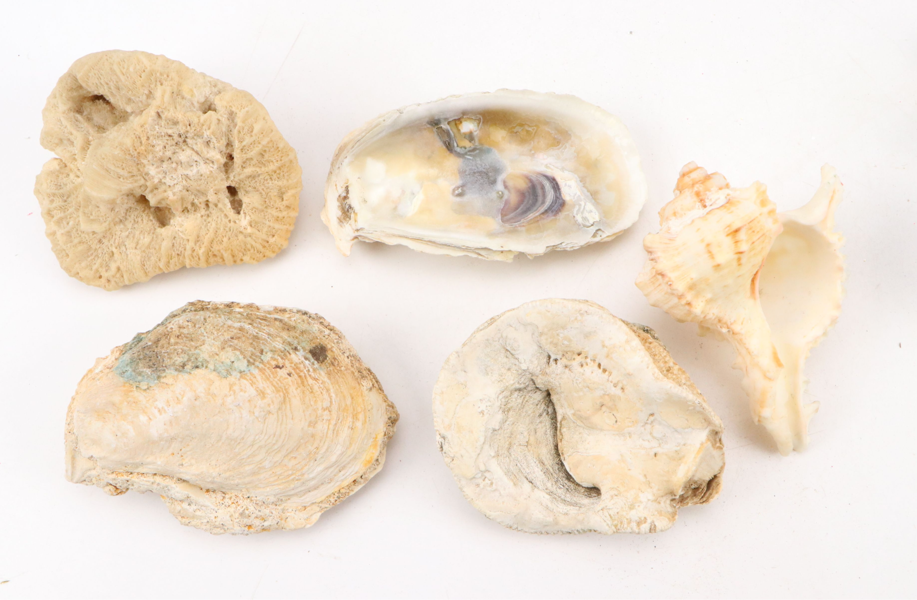 Trilobites, Crinoid Stems, and Other Fossils and Minerals