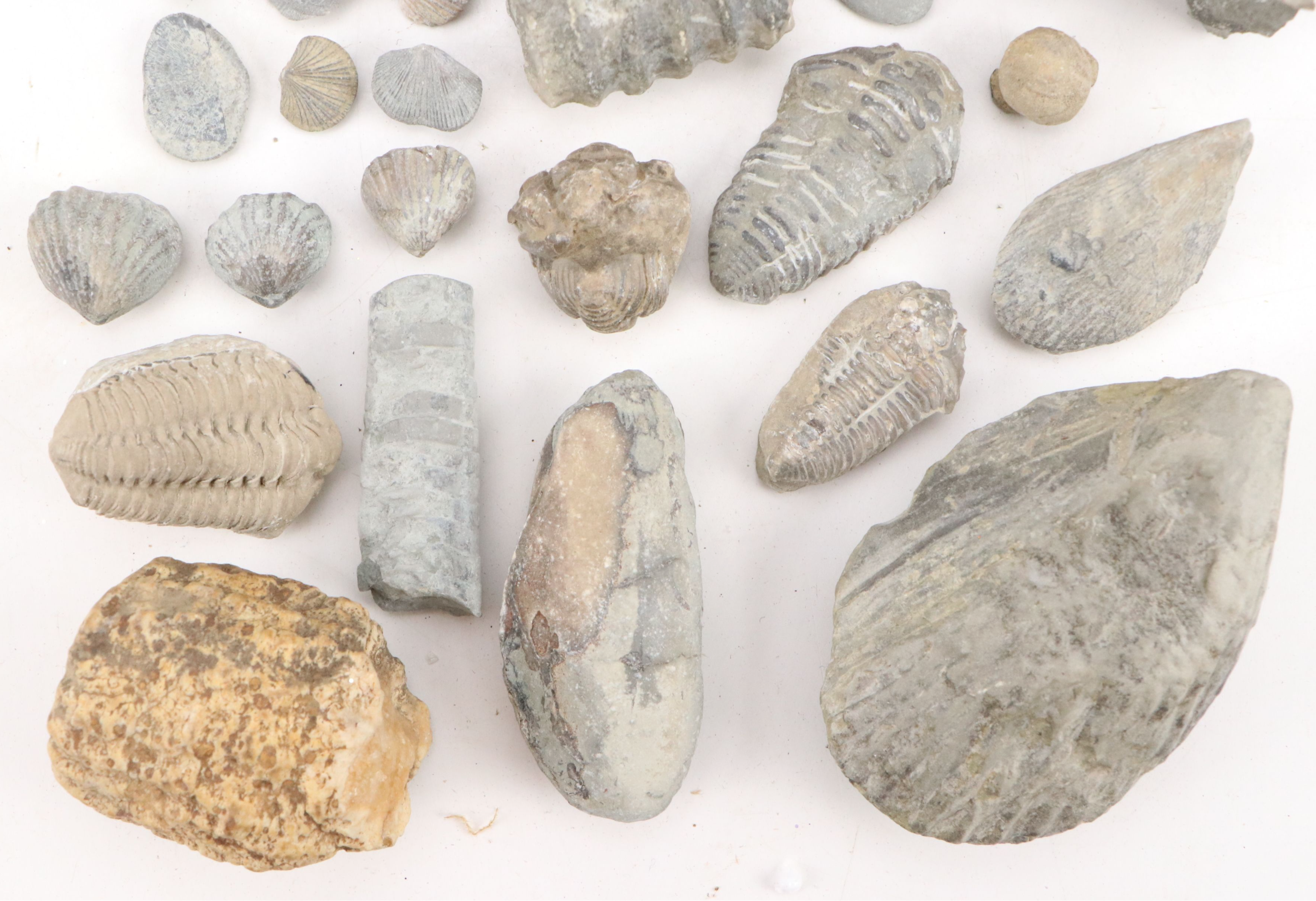 Trilobites, Crinoid Stems, and Other Fossils and Minerals