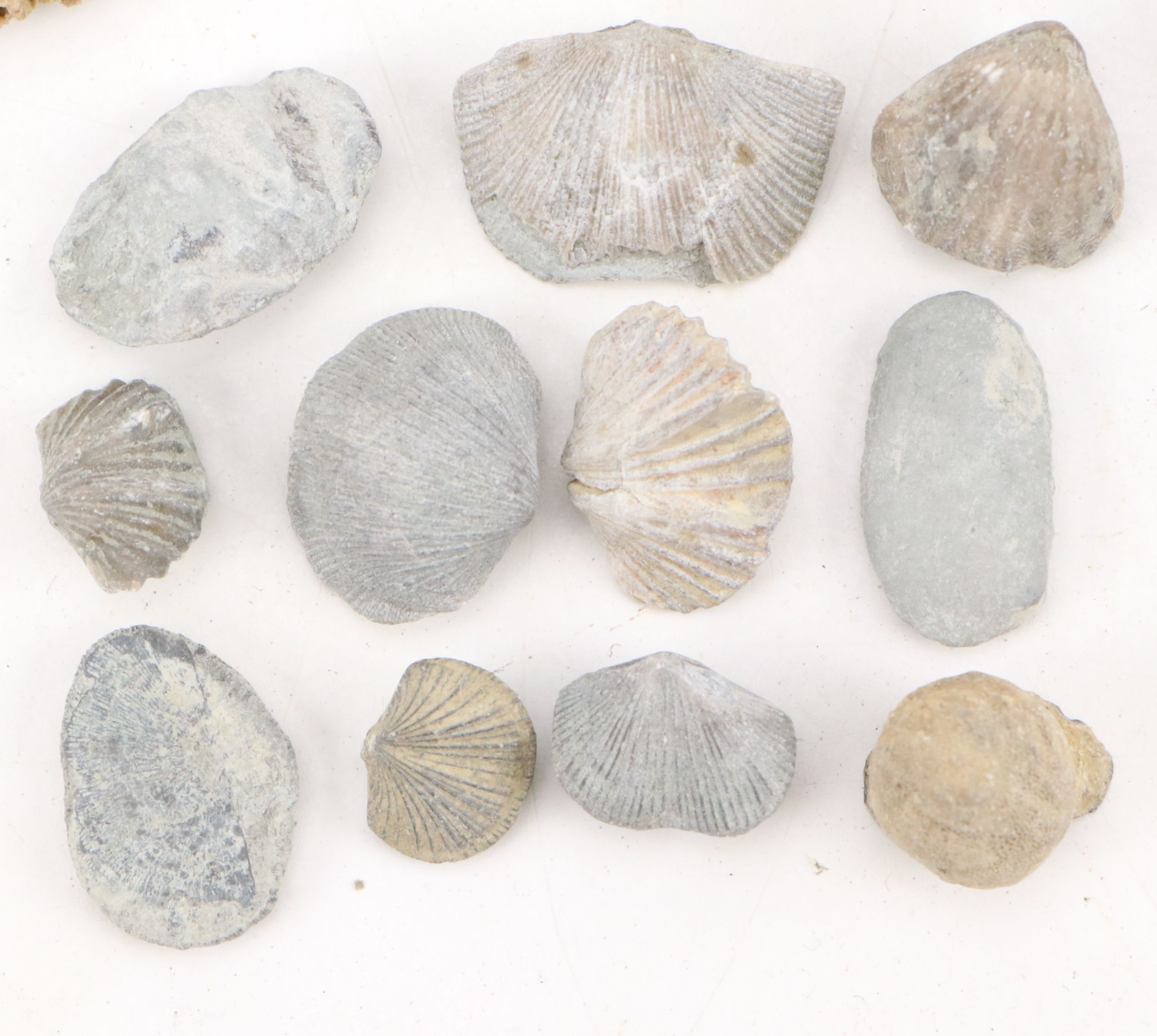 Trilobites, Crinoid Stems, and Other Fossils and Minerals
