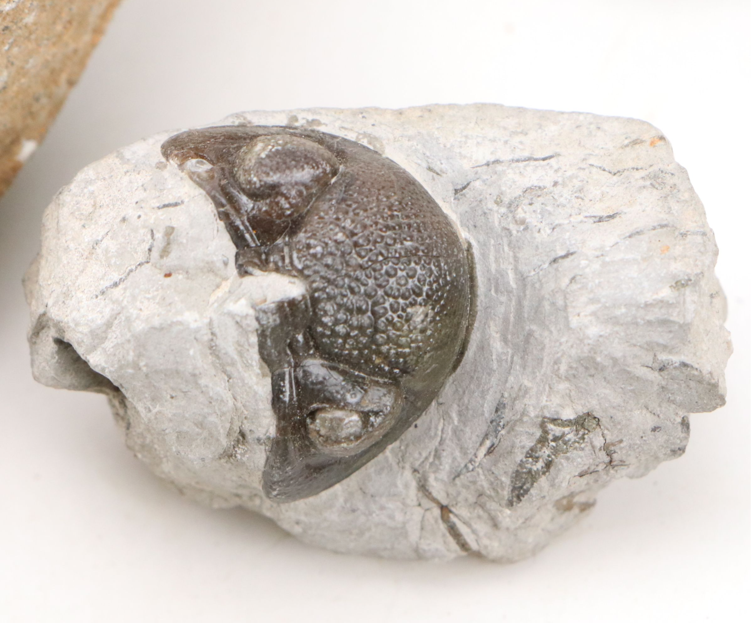 Trilobites, Crinoid Stems, and Other Fossils and Minerals