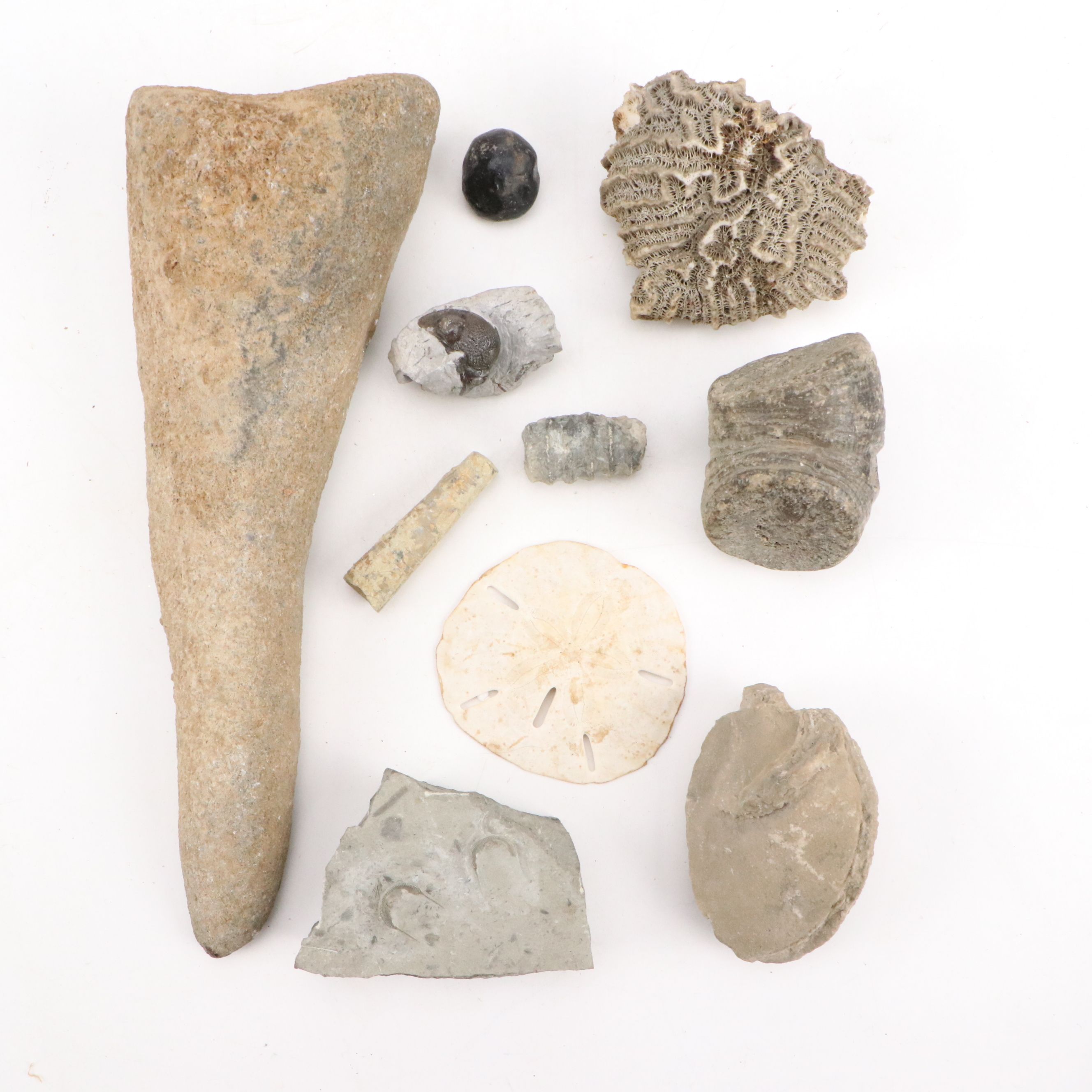 Trilobites, Crinoid Stems, and Other Fossils and Minerals