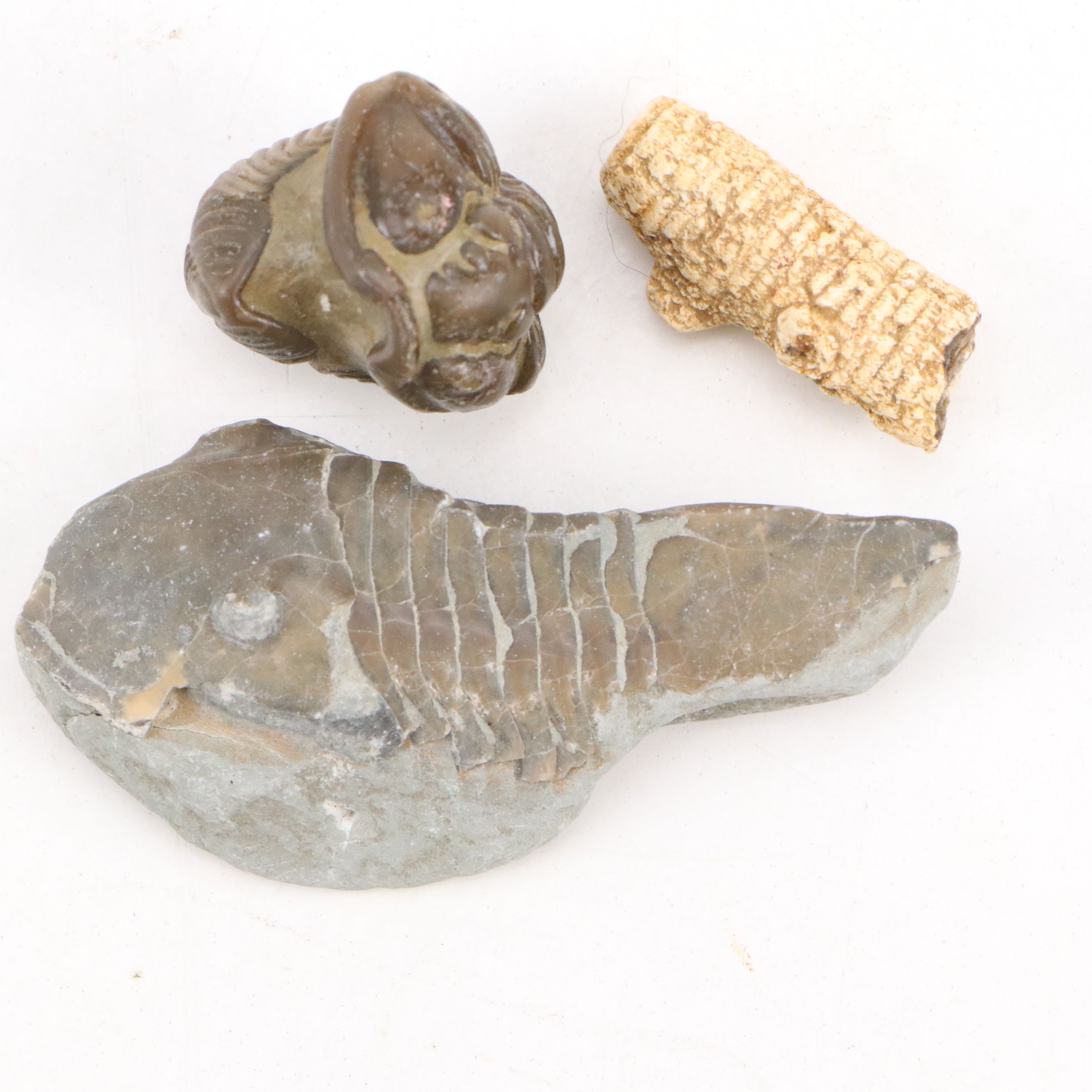 Trilobites, Crinoid Stems, and Other Fossils and Minerals