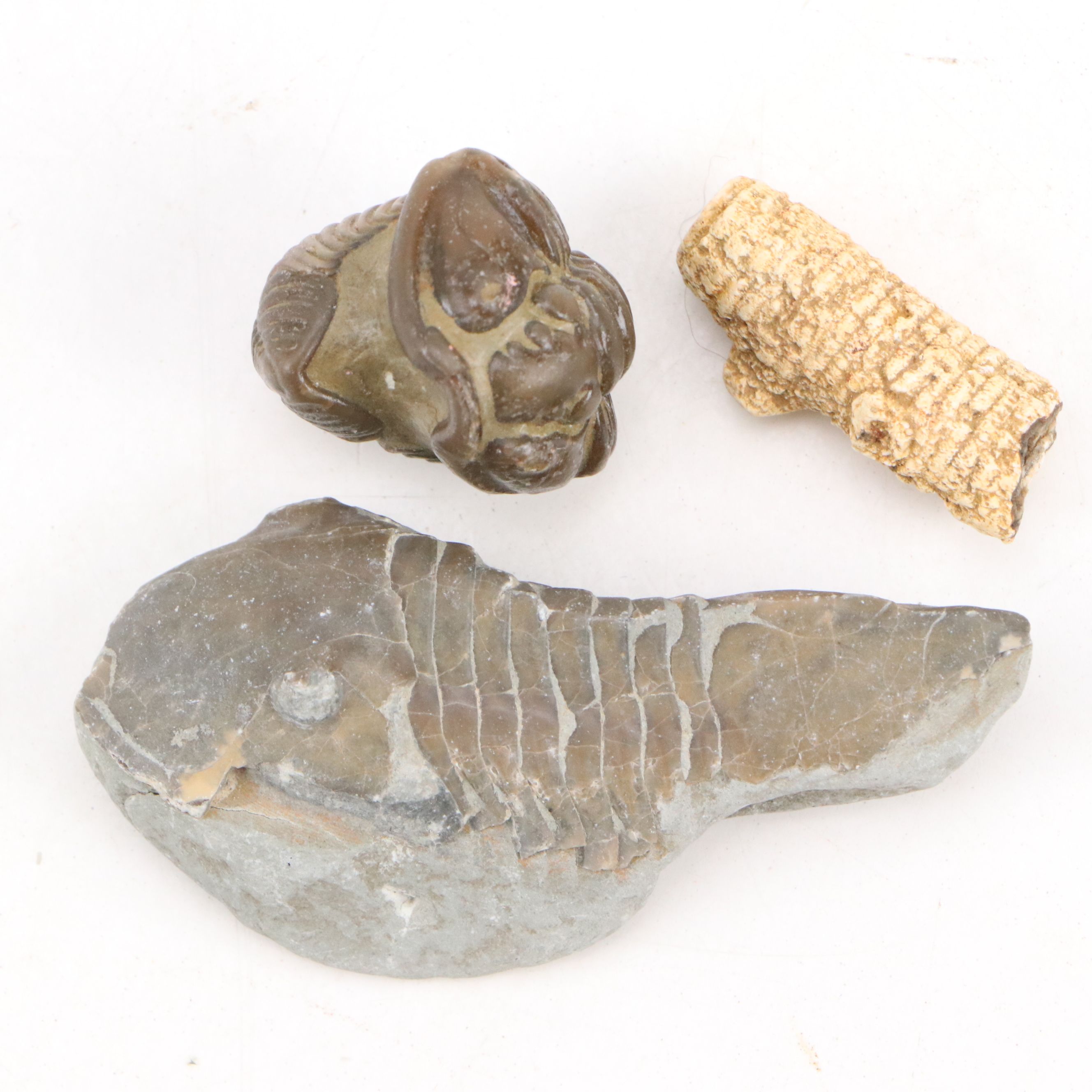 Trilobites, Crinoid Stems, and Other Fossils and Minerals