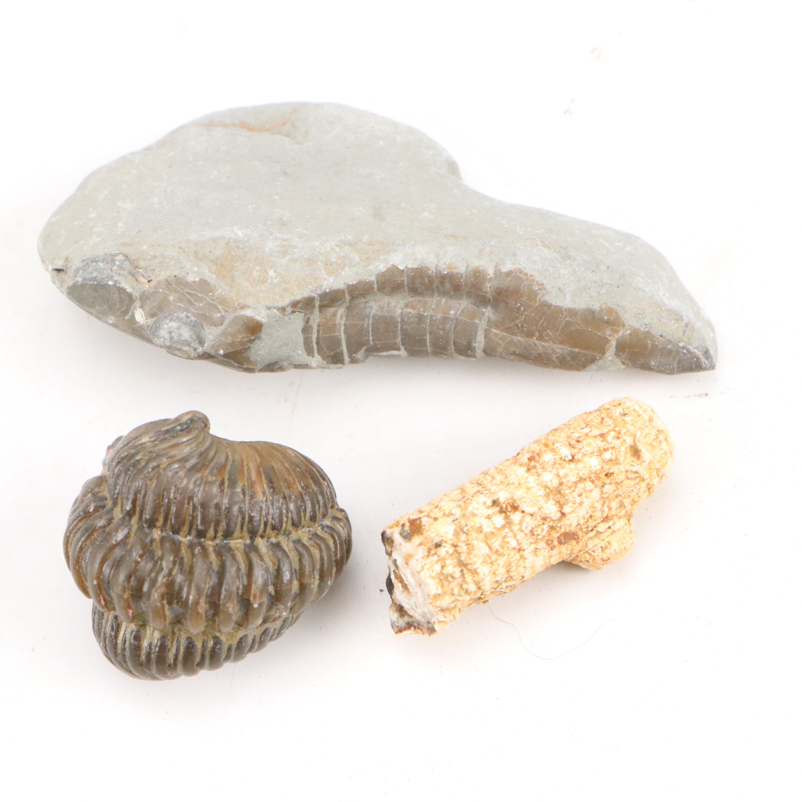 Trilobites, Crinoid Stems, and Other Fossils and Minerals